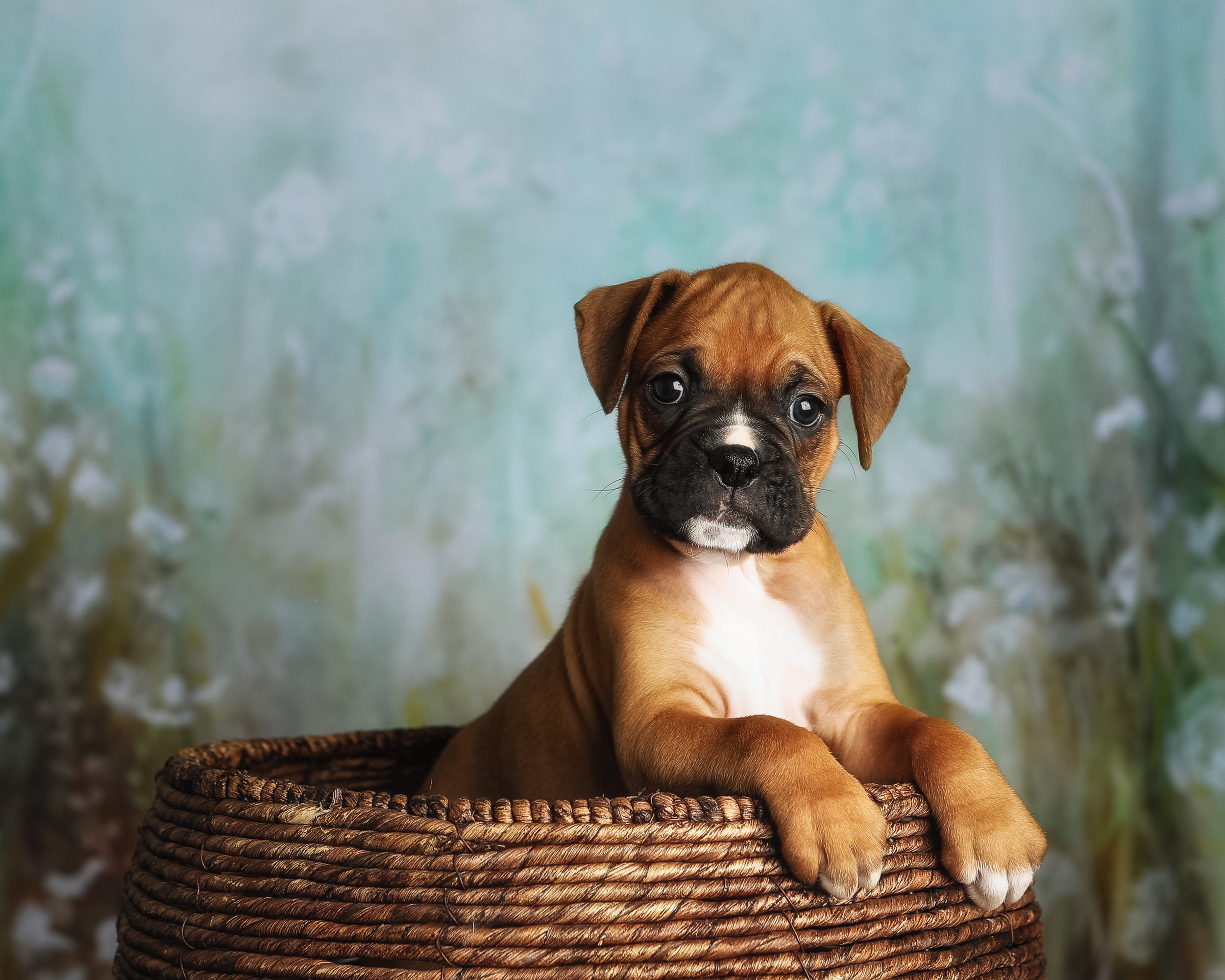 Zeke - 5 Weeks Old - Classic Fawn Boxer Puppy