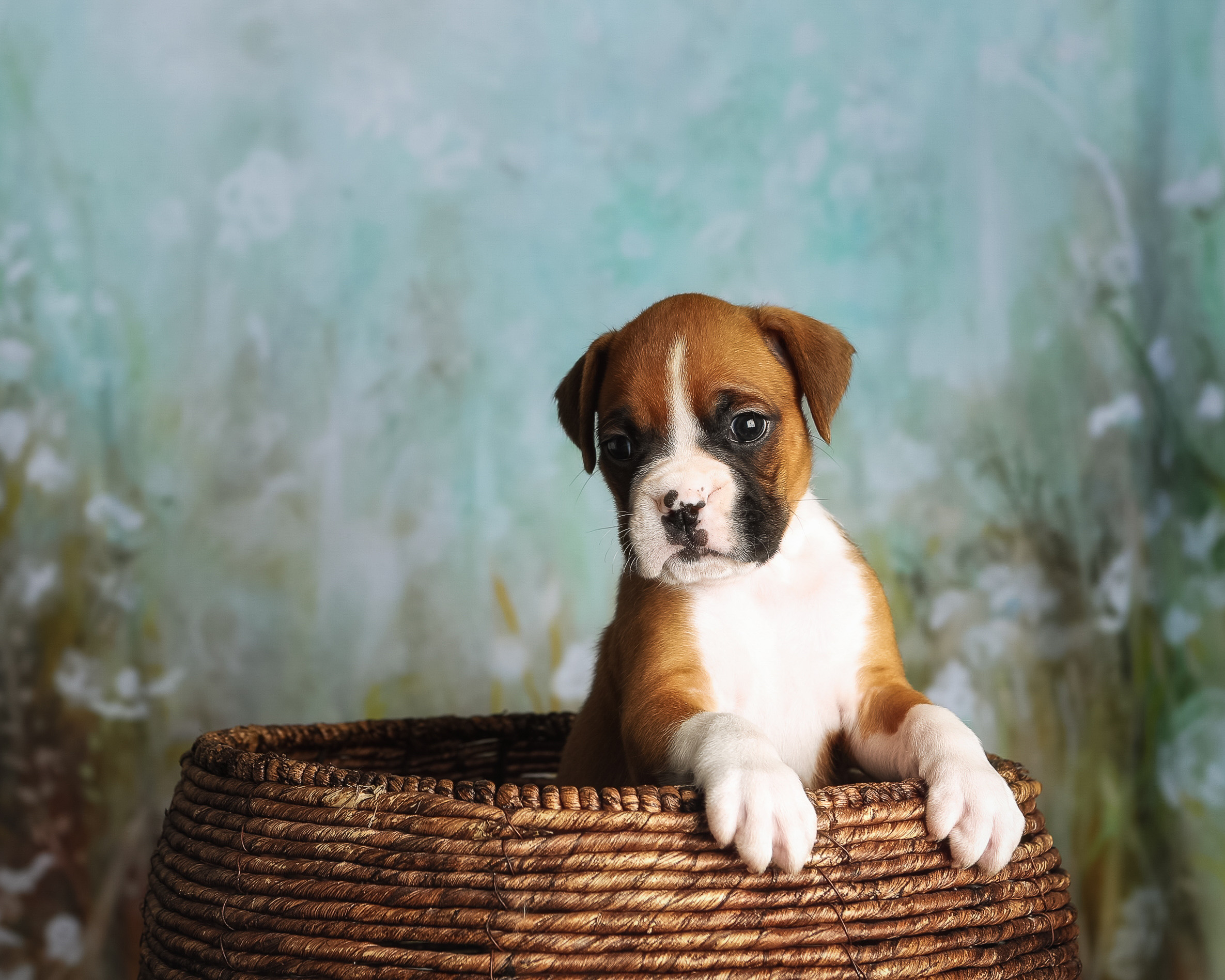 Tucker - 5 Weeks Old - Flashy Fawn Boxer Puppy
