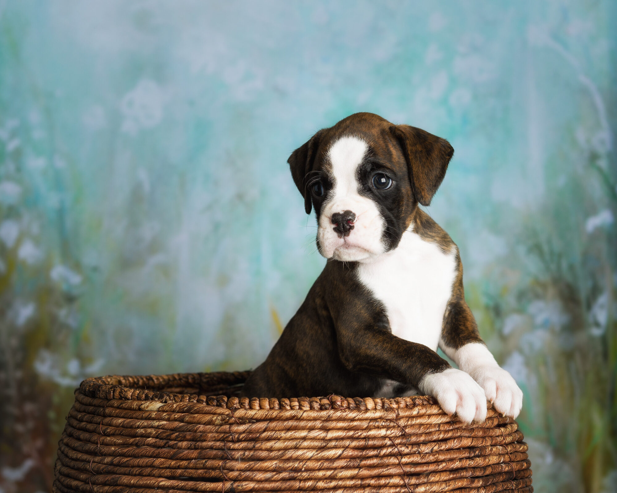 Charlie - 5 Weeks Old - Flashy Brindle Boxer Puppy