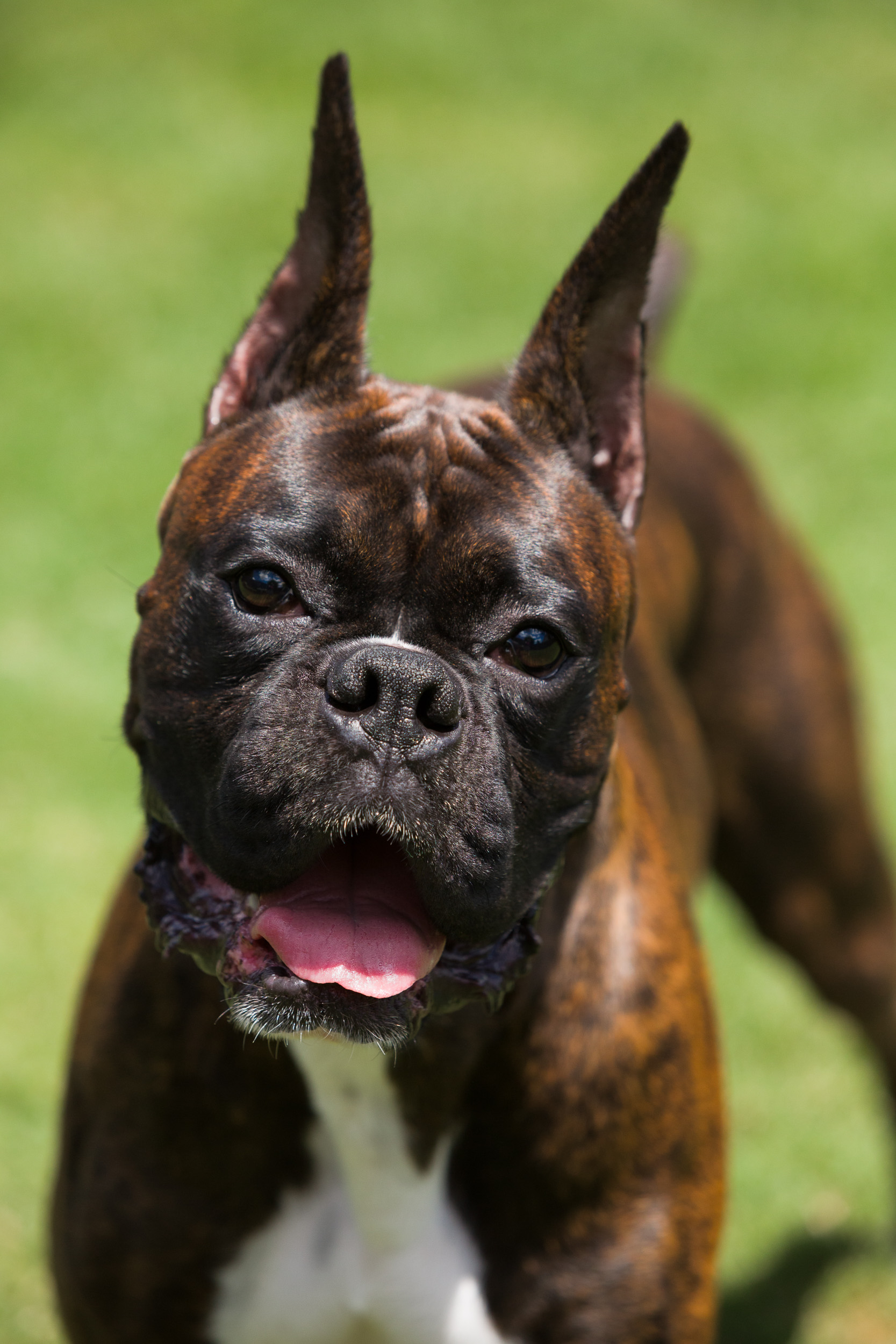 Duke - TuRo's Duke of Hazard