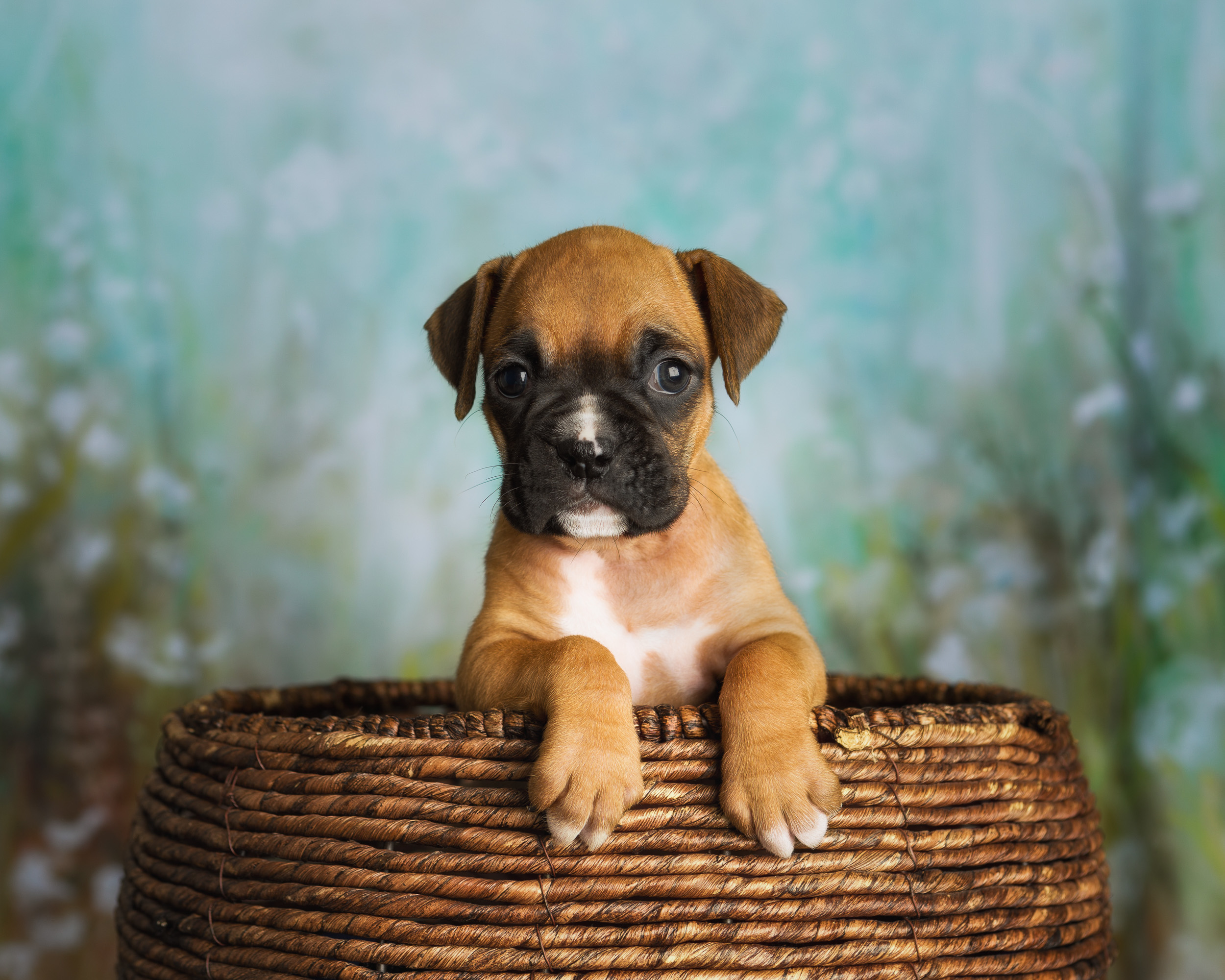 Roxie - 5 Weeks Old - Classic Fawn Boxer Puppy