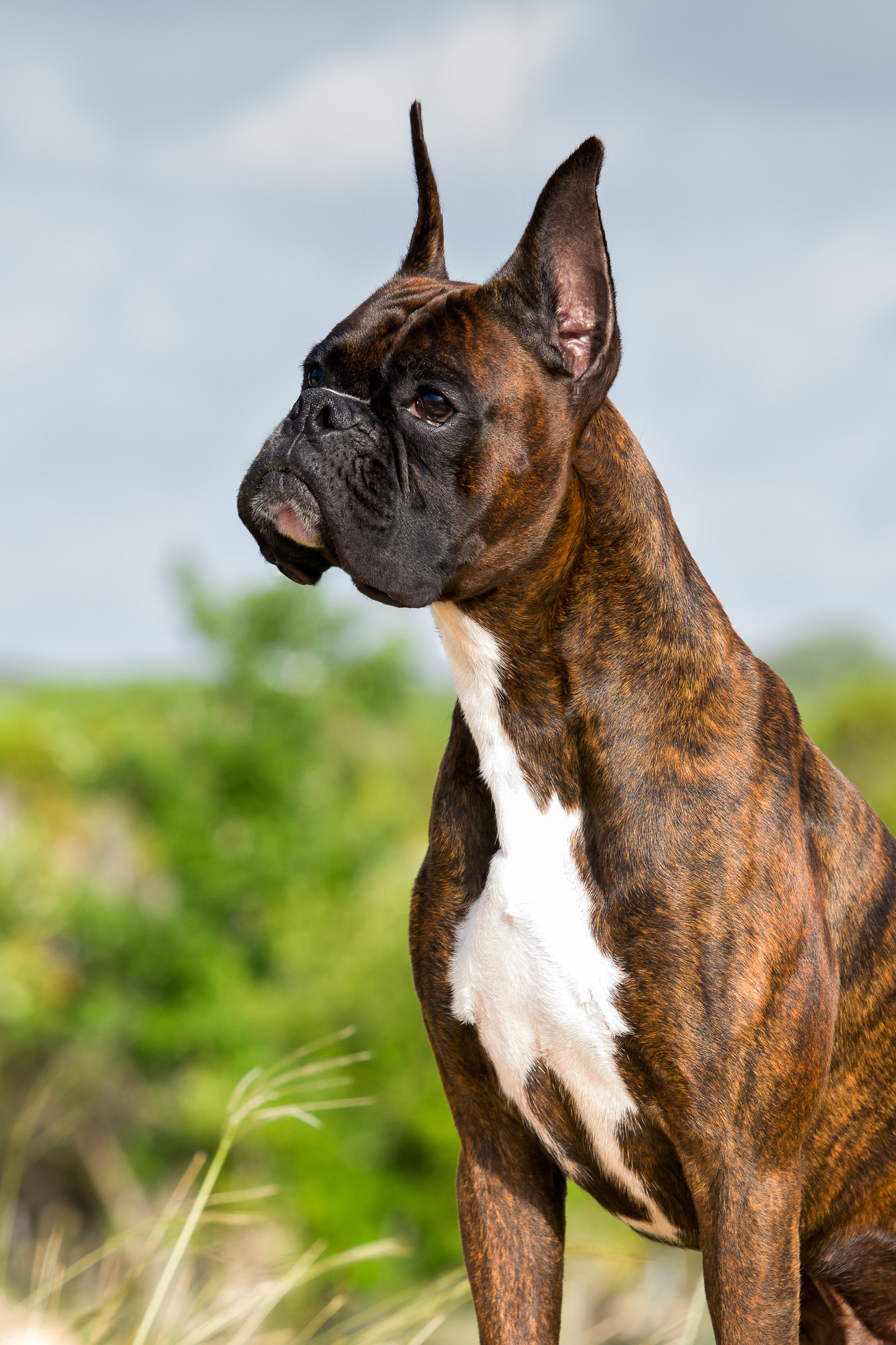Duke - TuRo's Duke of Hazard