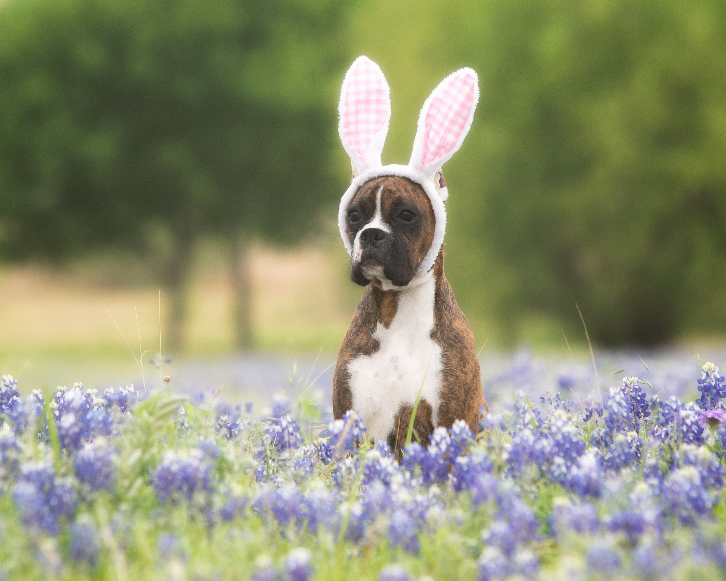 Sable - Quinney's Who's That Girl At Fallbrook - Easter - 4 Months Old