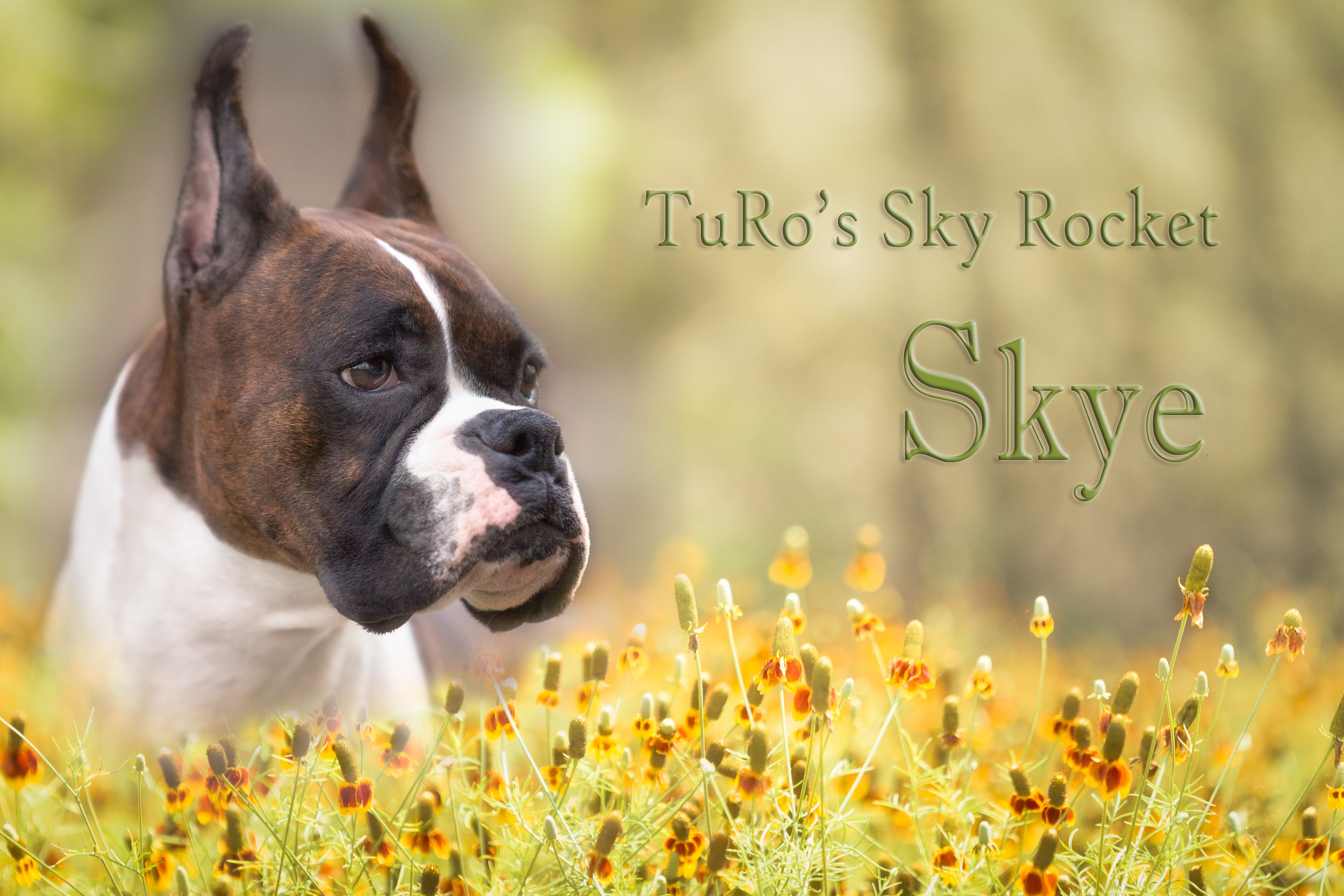Skye - TuRo's Sky Rocket
