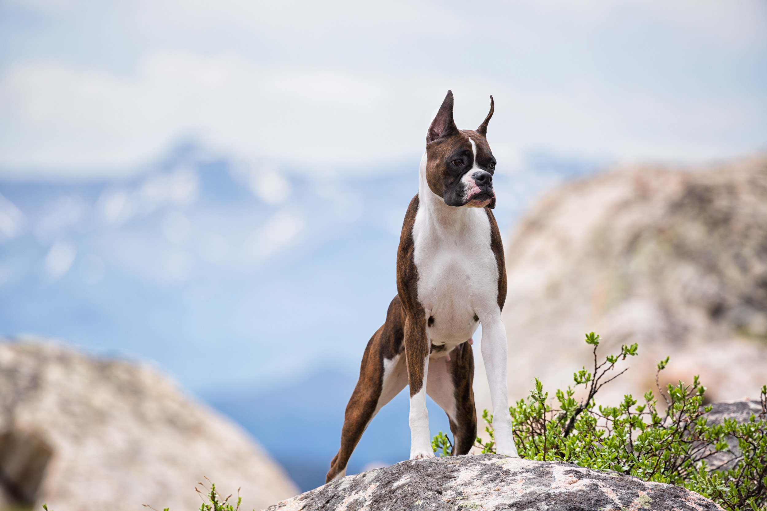 Skye - TuRo's Sky Rocket - Beartooth Scenic Byway