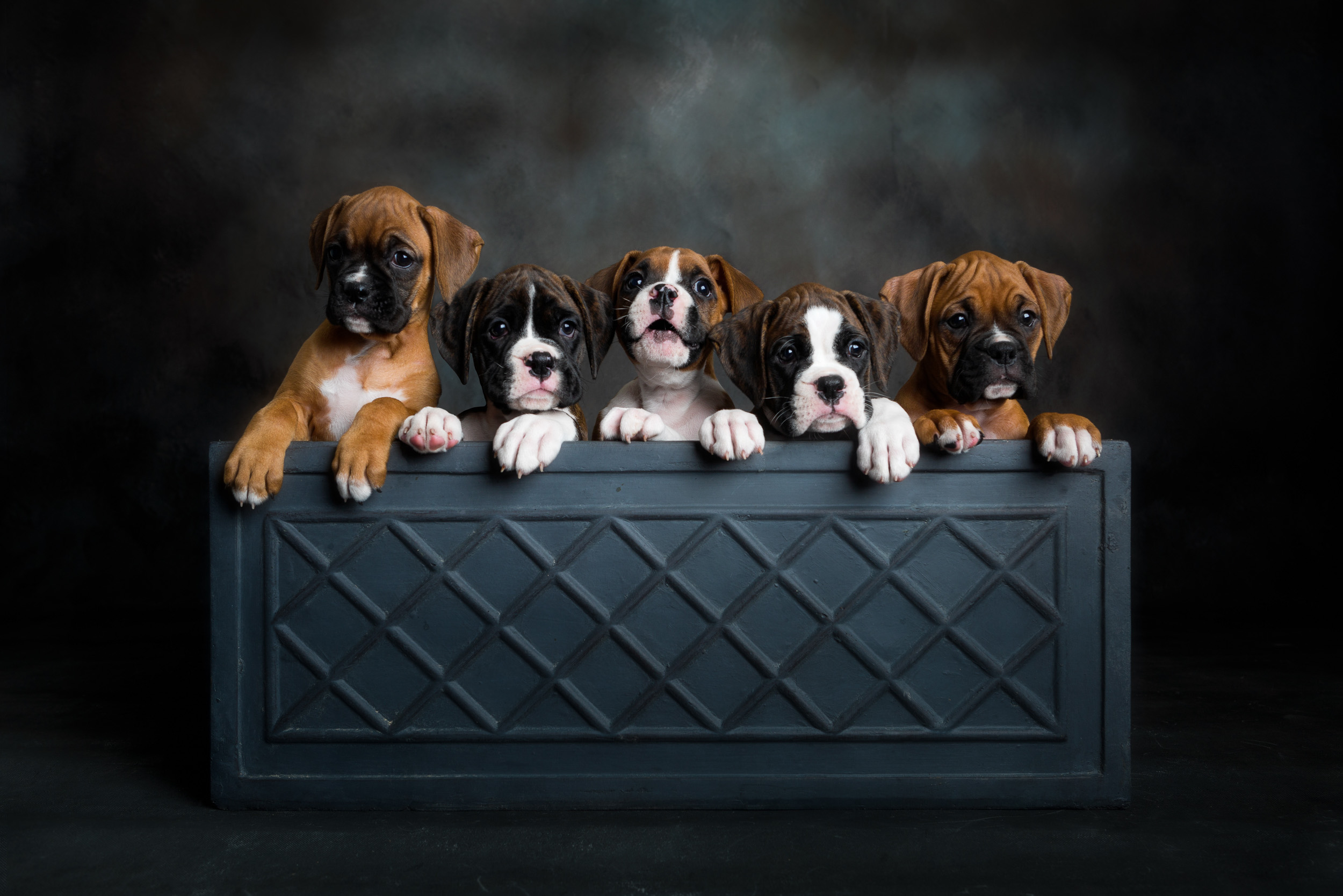 Skye x Trooper Boxer Litter - 8 Weeks Old Puppies Group Photo - (L to R) Roxie, Mojo, Tucker, Charlie, Zeke