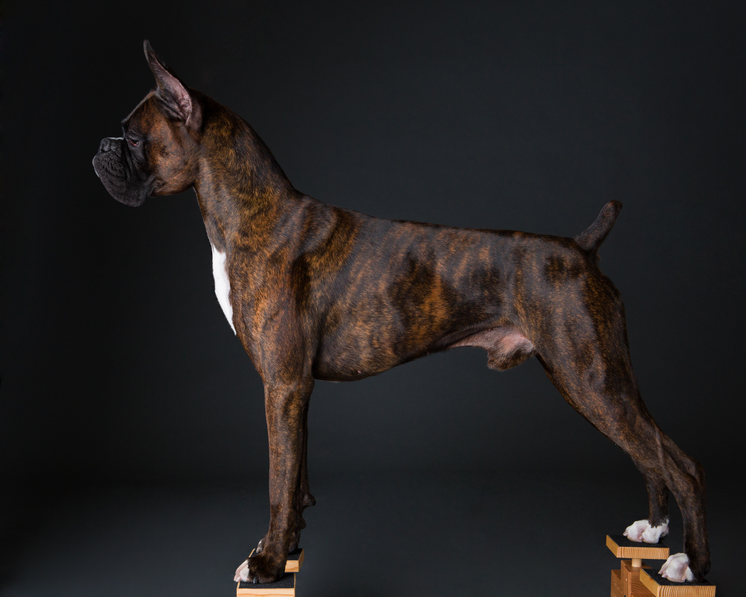 Duke - TuRo's Duke of Hazard