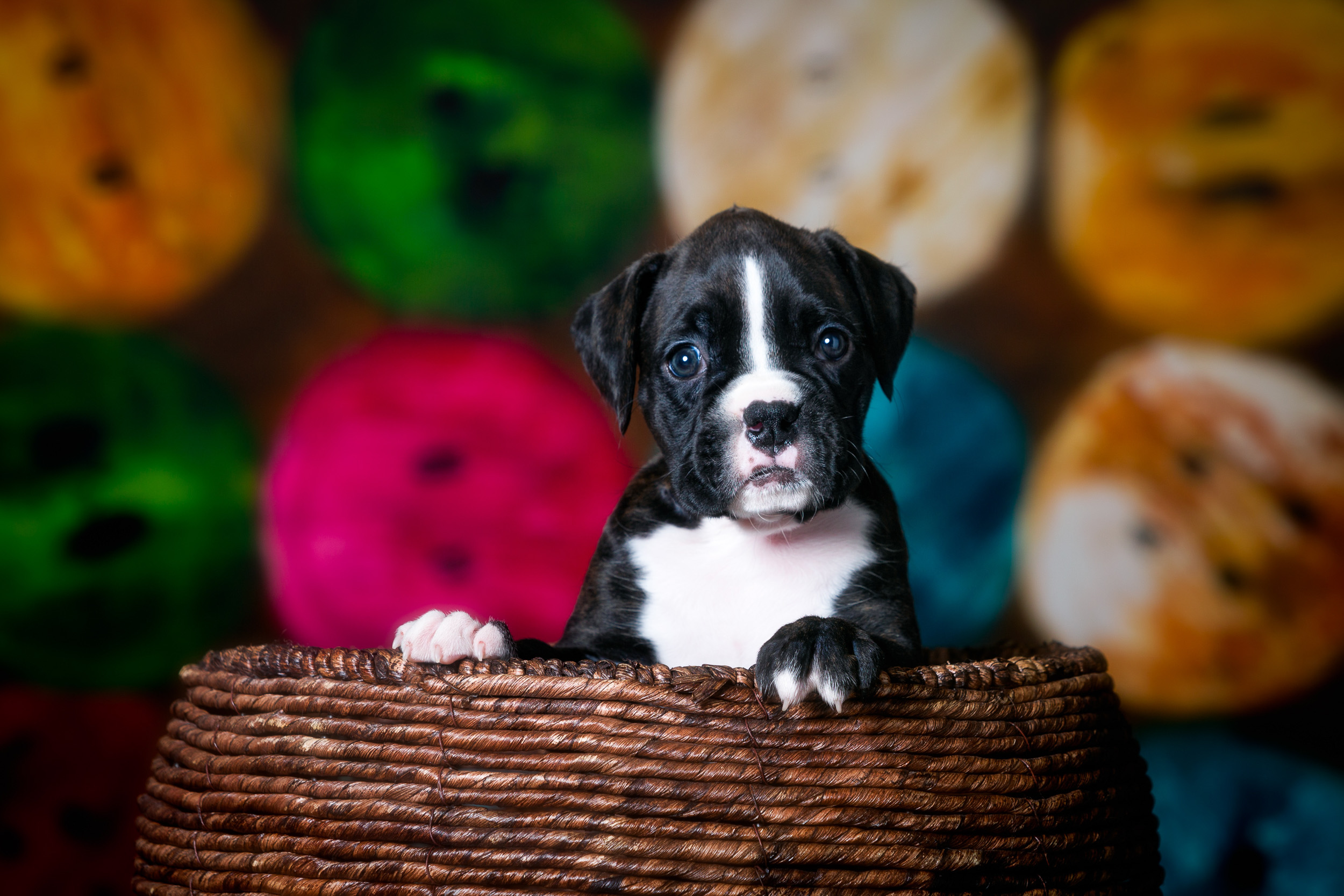 TuRo's Allure Of Fallbrook - 5 Weeks Old Flashy Brindle Boxer Puppy