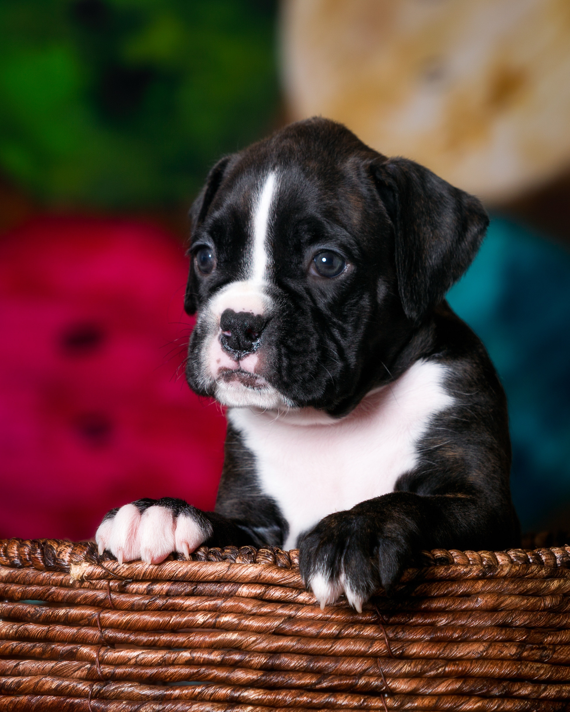 TuRo's Allure Of Fallbrook - 5 Weeks Old Flashy Brindle Boxer Puppy