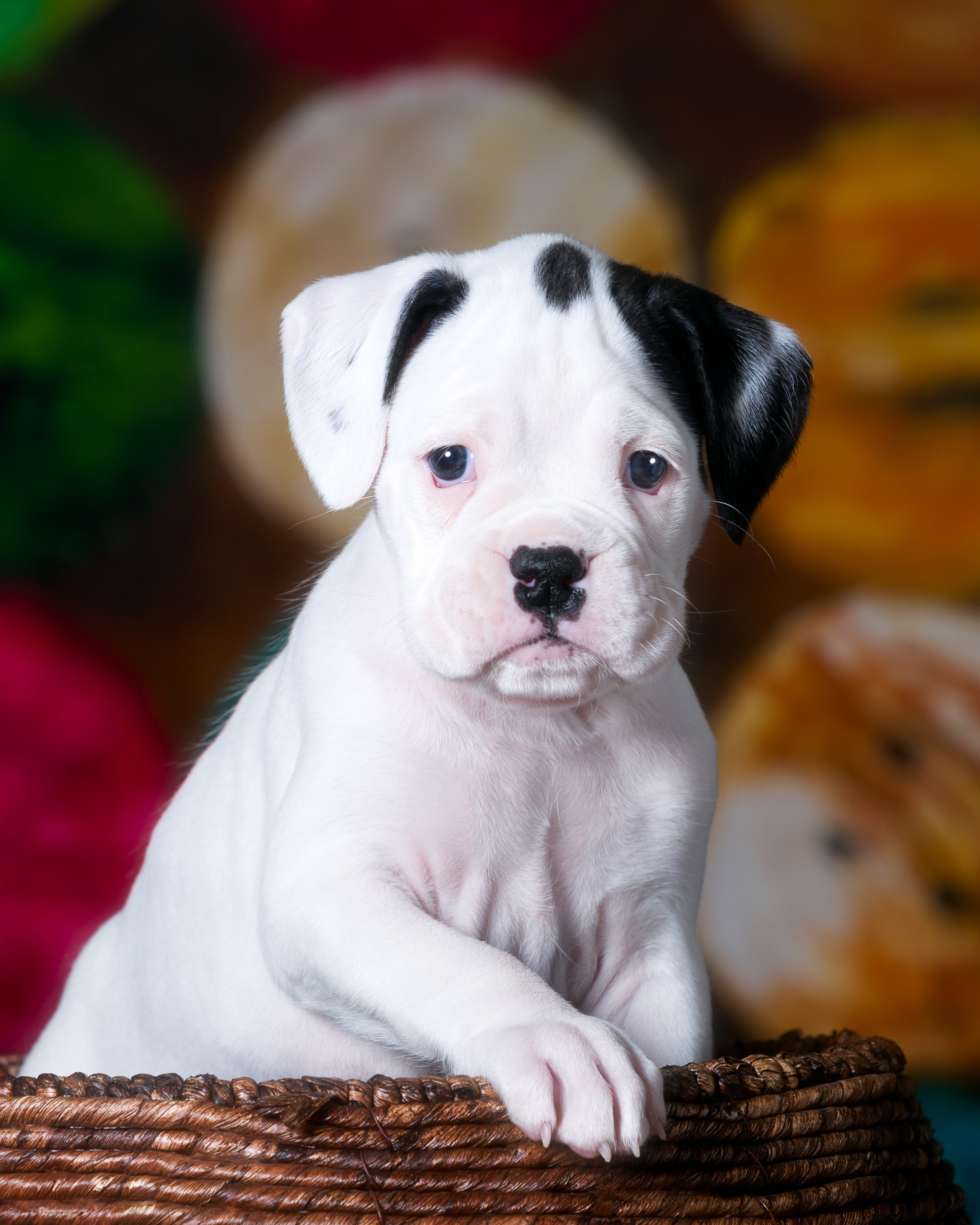 Brodie - Fallbrook's Atlas Of TuRo 5 Weeks Old - White With Brindle Markings Boxer Puppy
