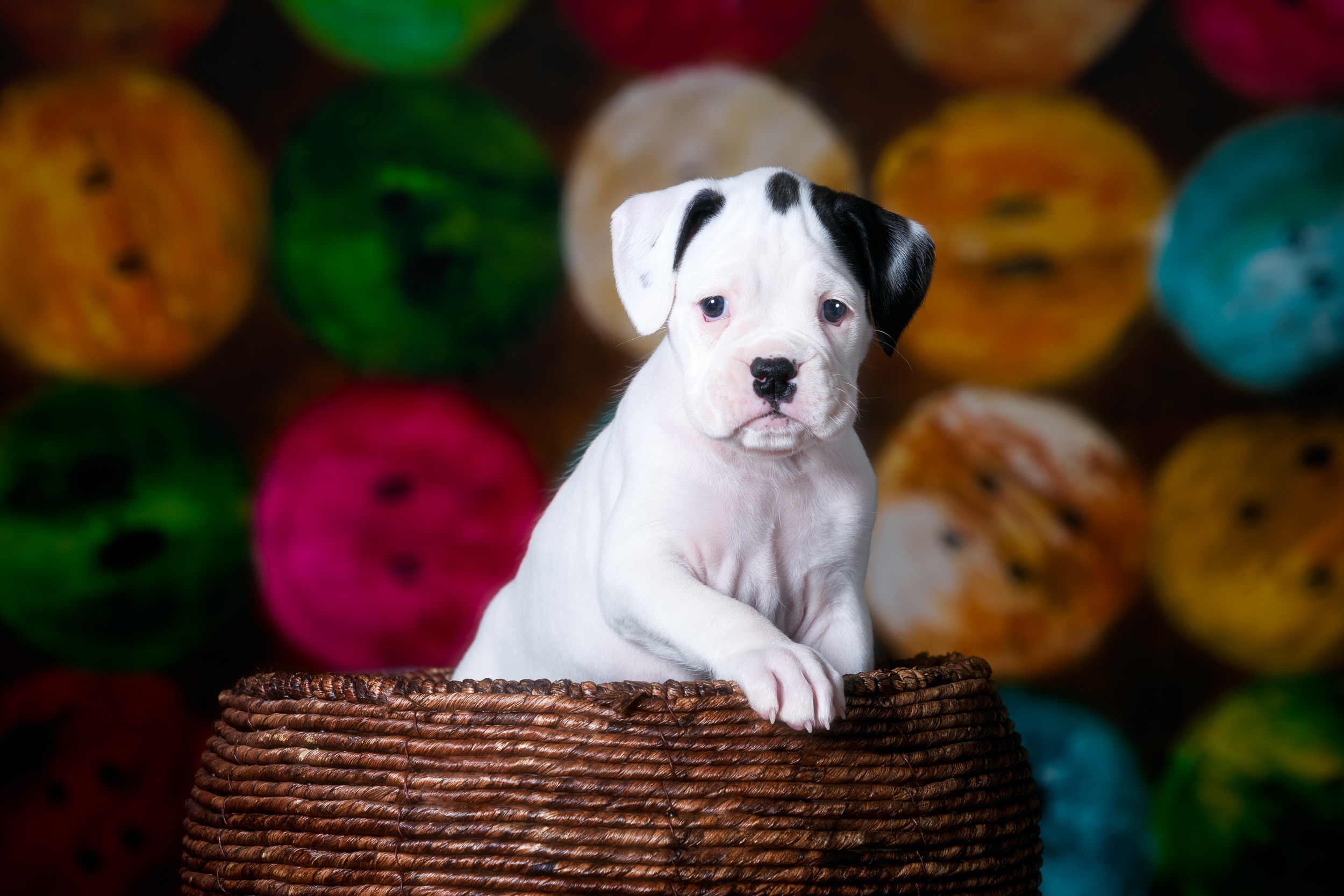 Brodie - Fallbrook's Atlas Of TuRo 5 Weeks Old - White With Brindle Markings Boxer Puppy