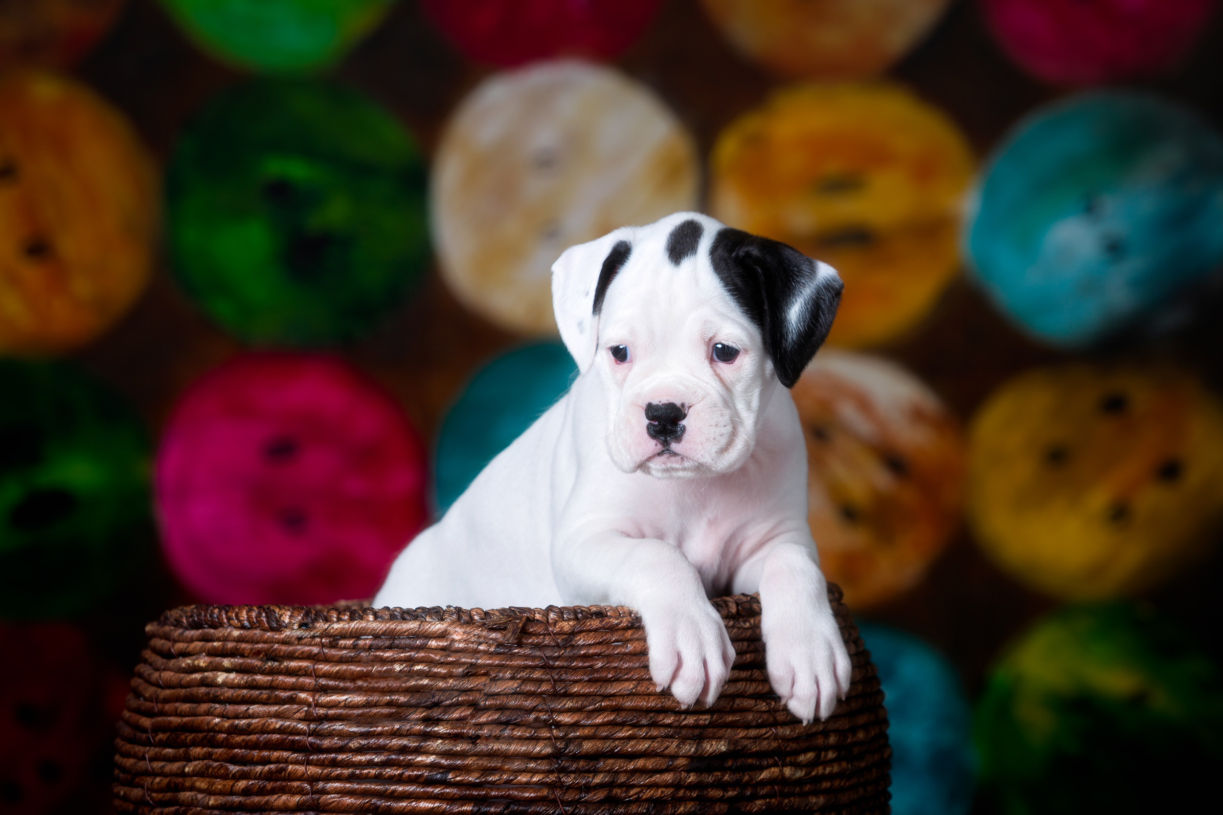 Brodie - Fallbrook's Atlas Of TuRo 5 Weeks Old - White With Brindle Markings Boxer Puppy