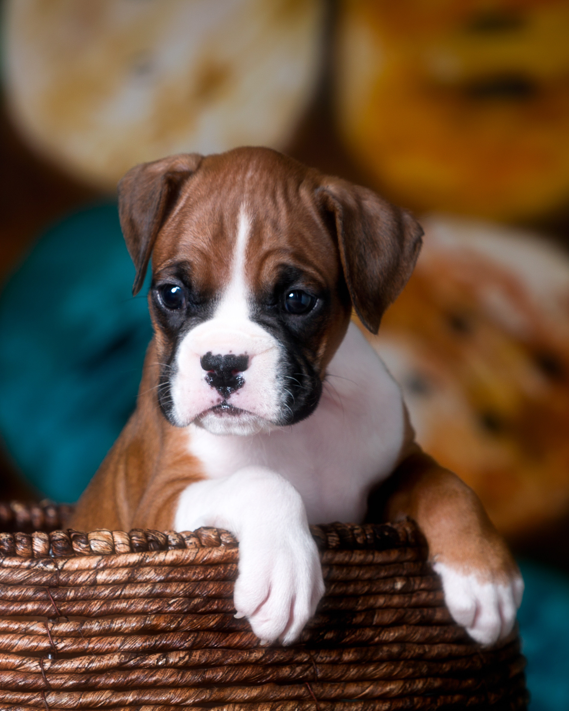 TuRo's Aviator of Fallbrook - 5 Weeks Old Flashy Fawn Boxer Puppy