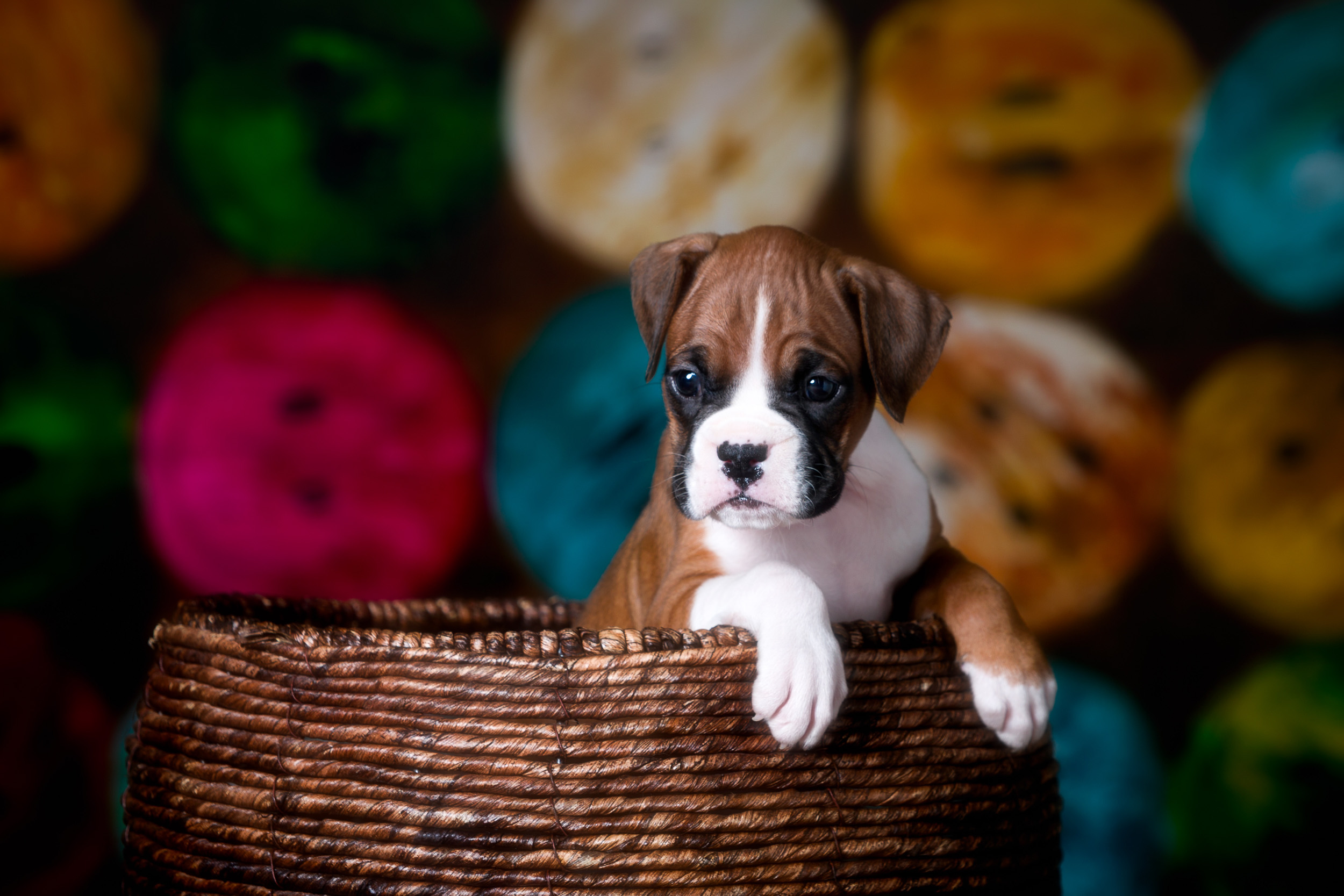 TuRo's Aviator of Fallbrook - 5 Weeks Old Flashy Fawn Boxer Puppy