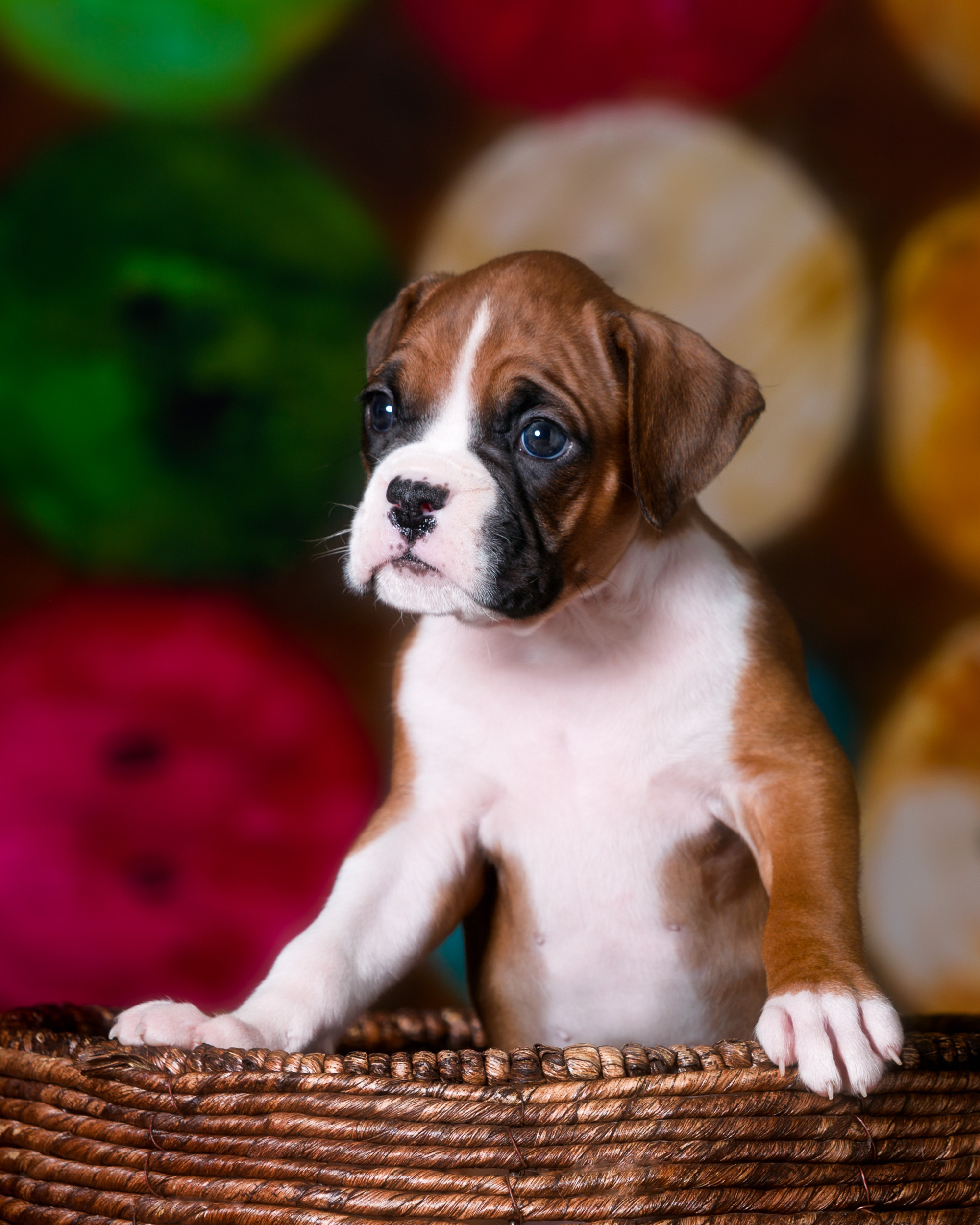 TuRo's Aviator of Fallbrook - 5 Weeks Old Flashy Fawn Boxer Puppy
