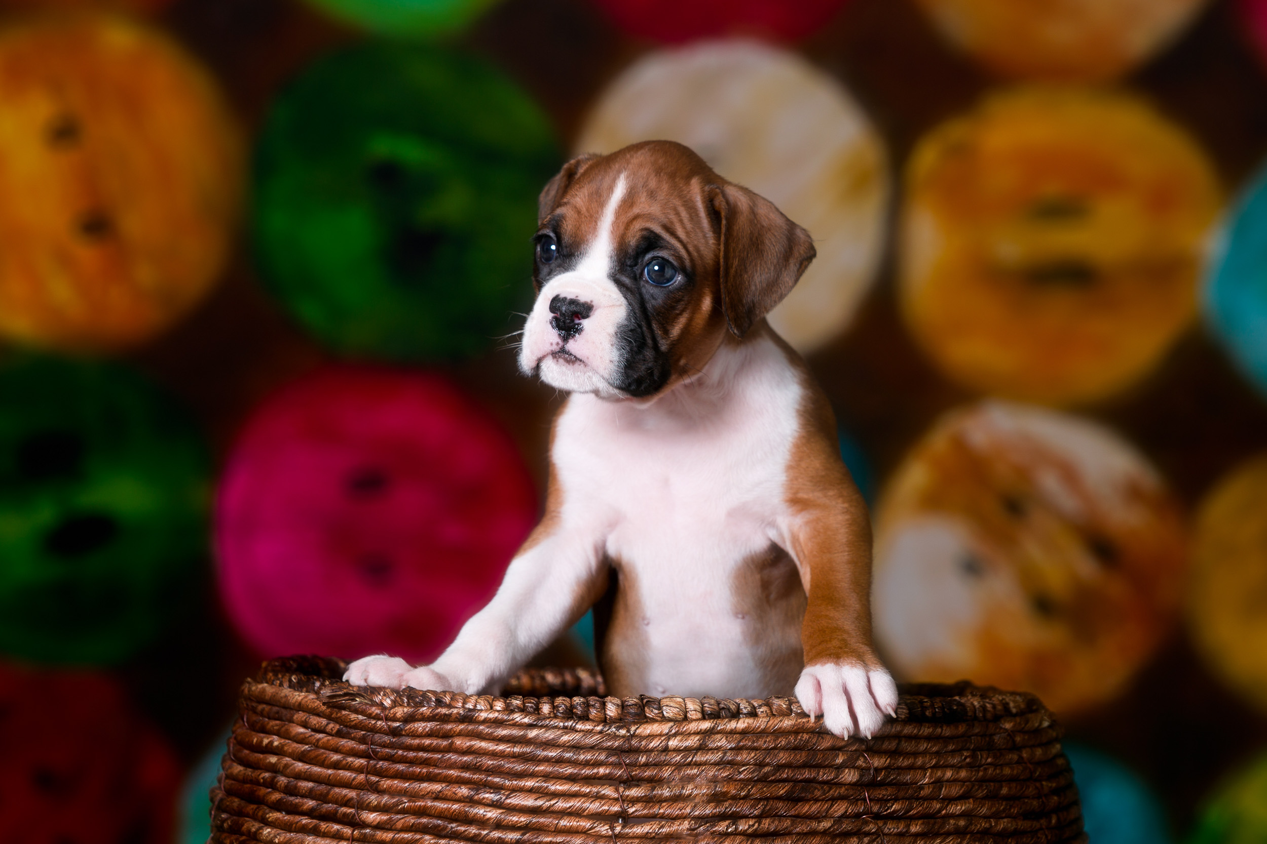 TuRo's Aviator of Fallbrook - 5 Weeks Old Flashy Fawn Boxer Puppy