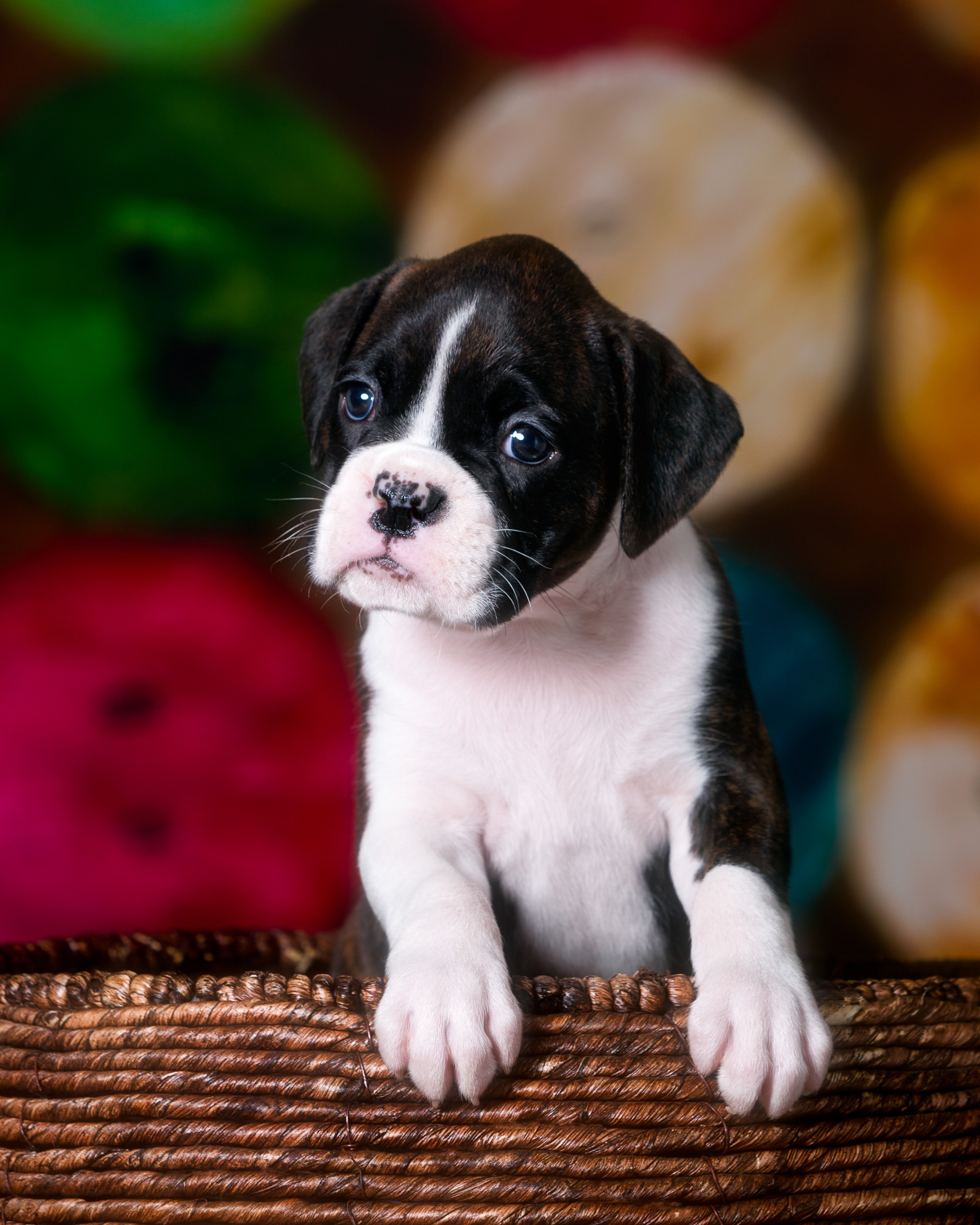 Paris - Fallbrook's Amore Of TuRo 5 Weeks Old - Flashy Brindle Boxer Puppy