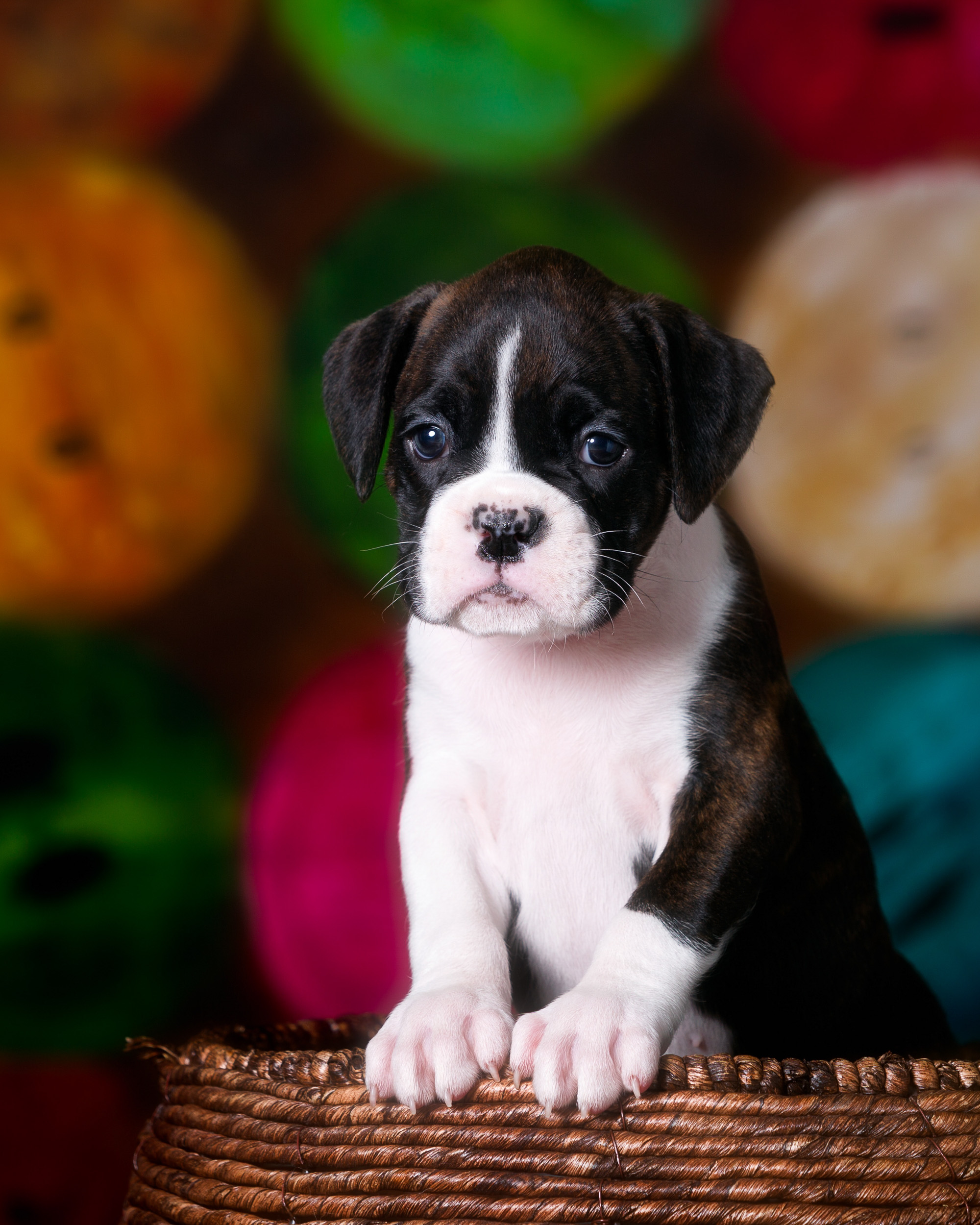 Paris - Fallbrook's Amore Of TuRo 5 Weeks Old - Flashy Brindle Boxer Puppy