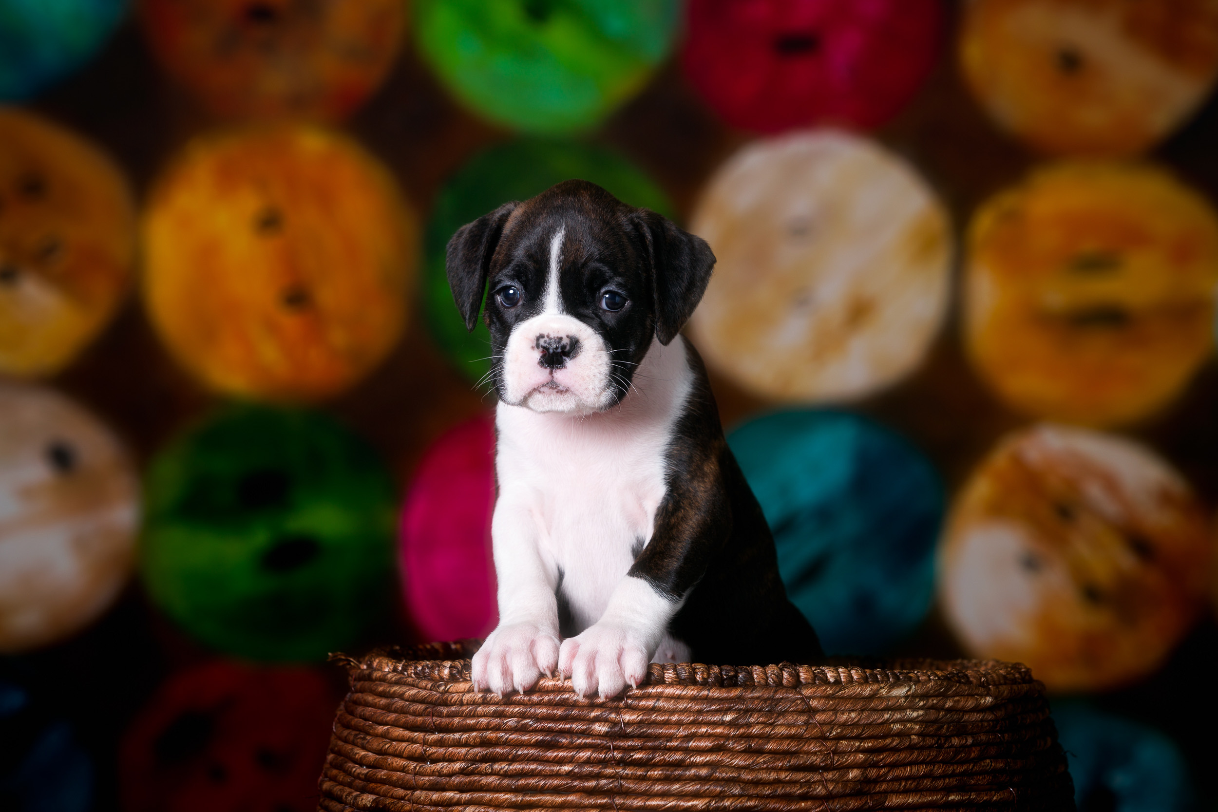 Paris - Fallbrook's Amore Of TuRo 5 Weeks Old - Flashy Brindle Boxer Puppy