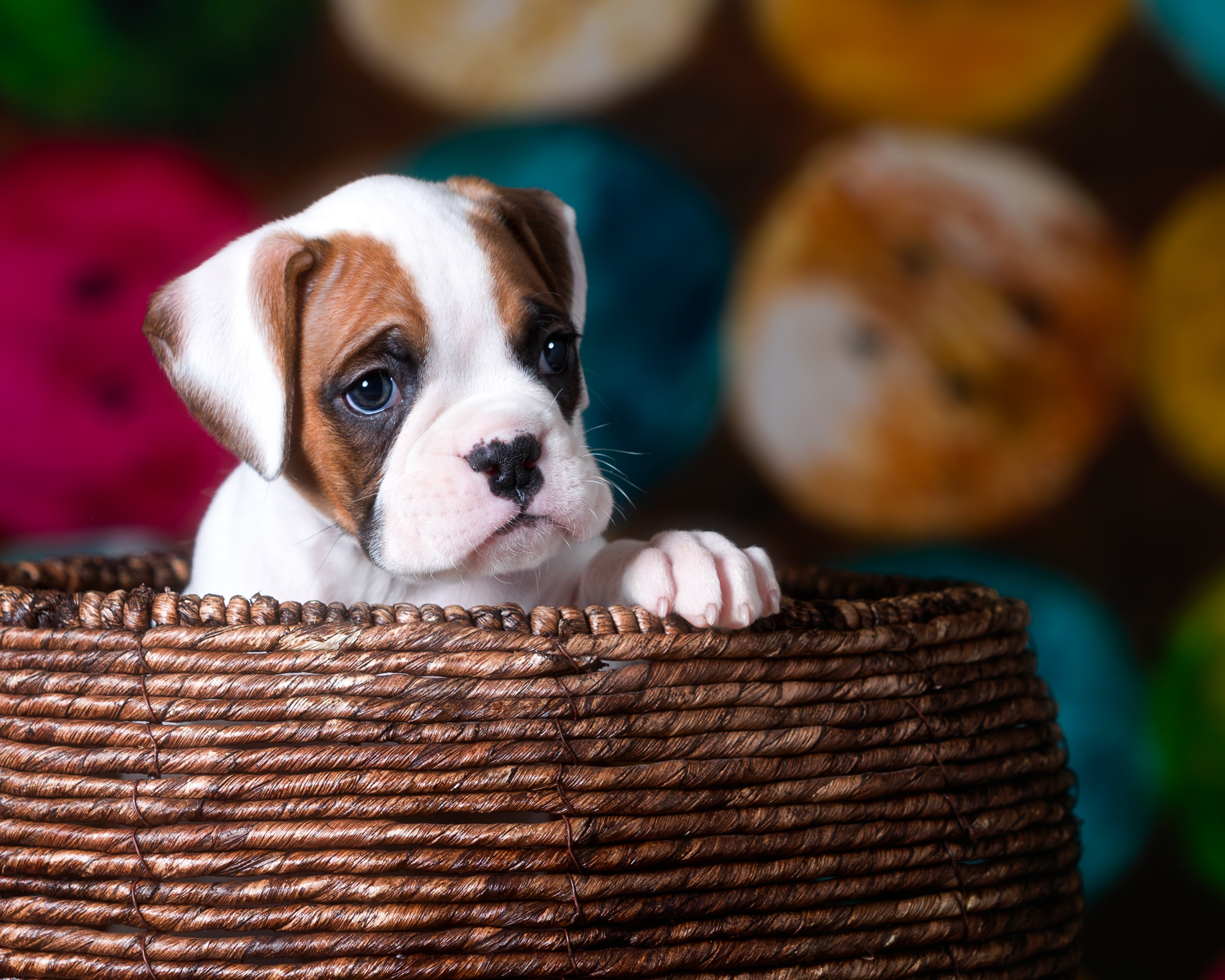 Arturo - Fallbrook's Arbiter Of TuRo 5 Weeks Old - White With Fawn Markings Boxer Puppy