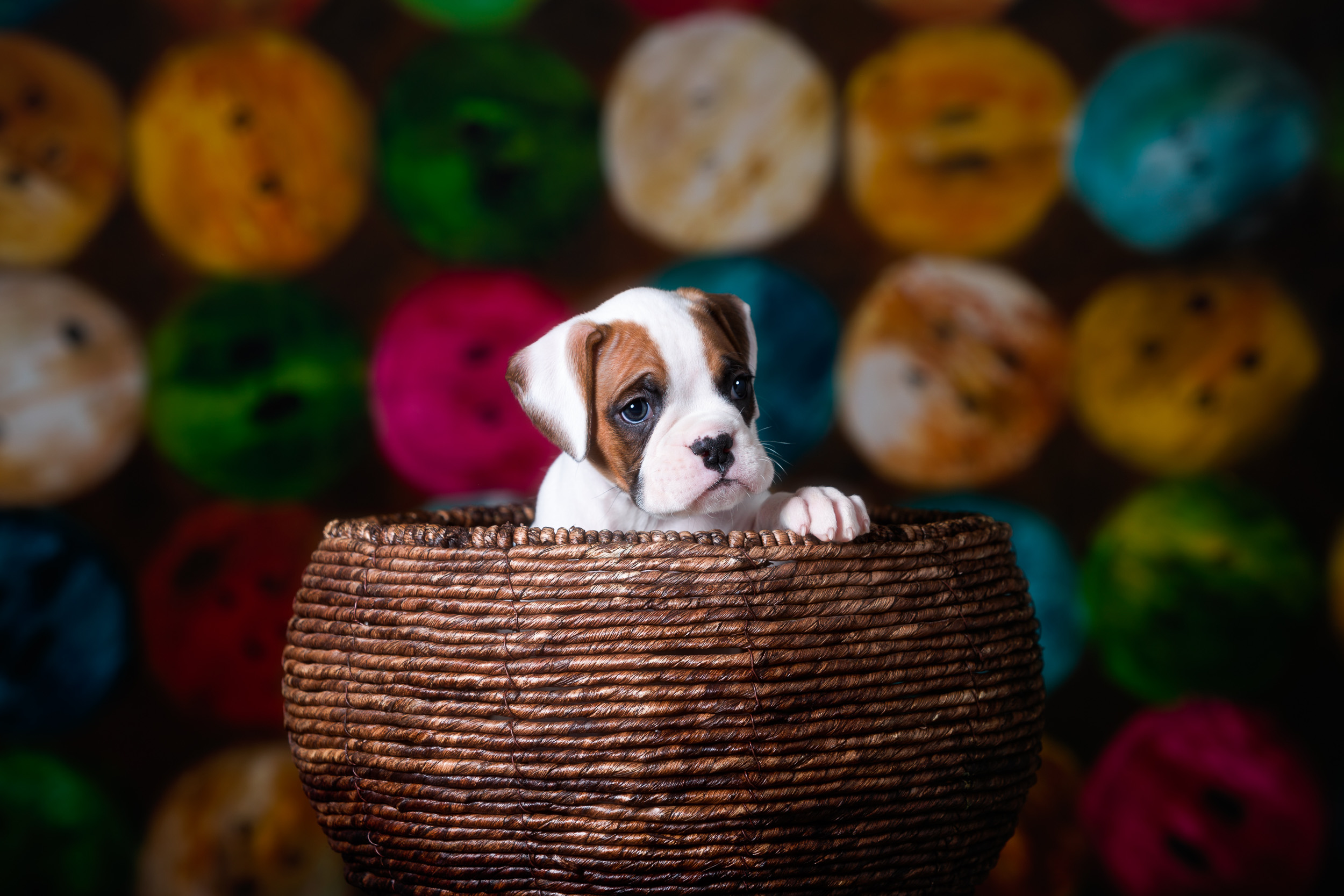 Arturo - Fallbrook's Arbiter Of TuRo 5 Weeks Old - White With Fawn Markings Boxer Puppy