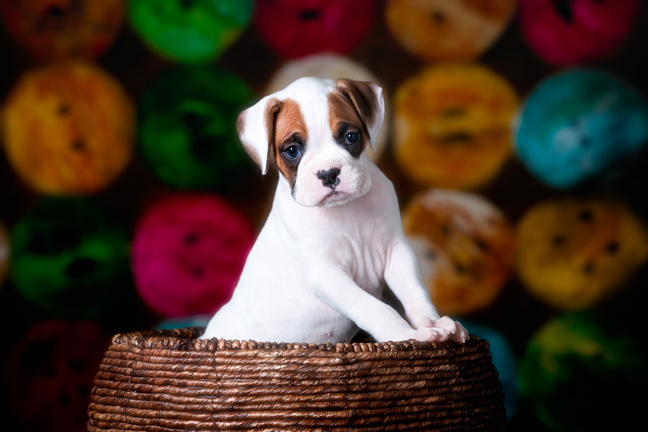 Arturo - Fallbrook's Arbiter Of TuRo 5 Weeks Old - White With Fawn Markings Boxer Puppy