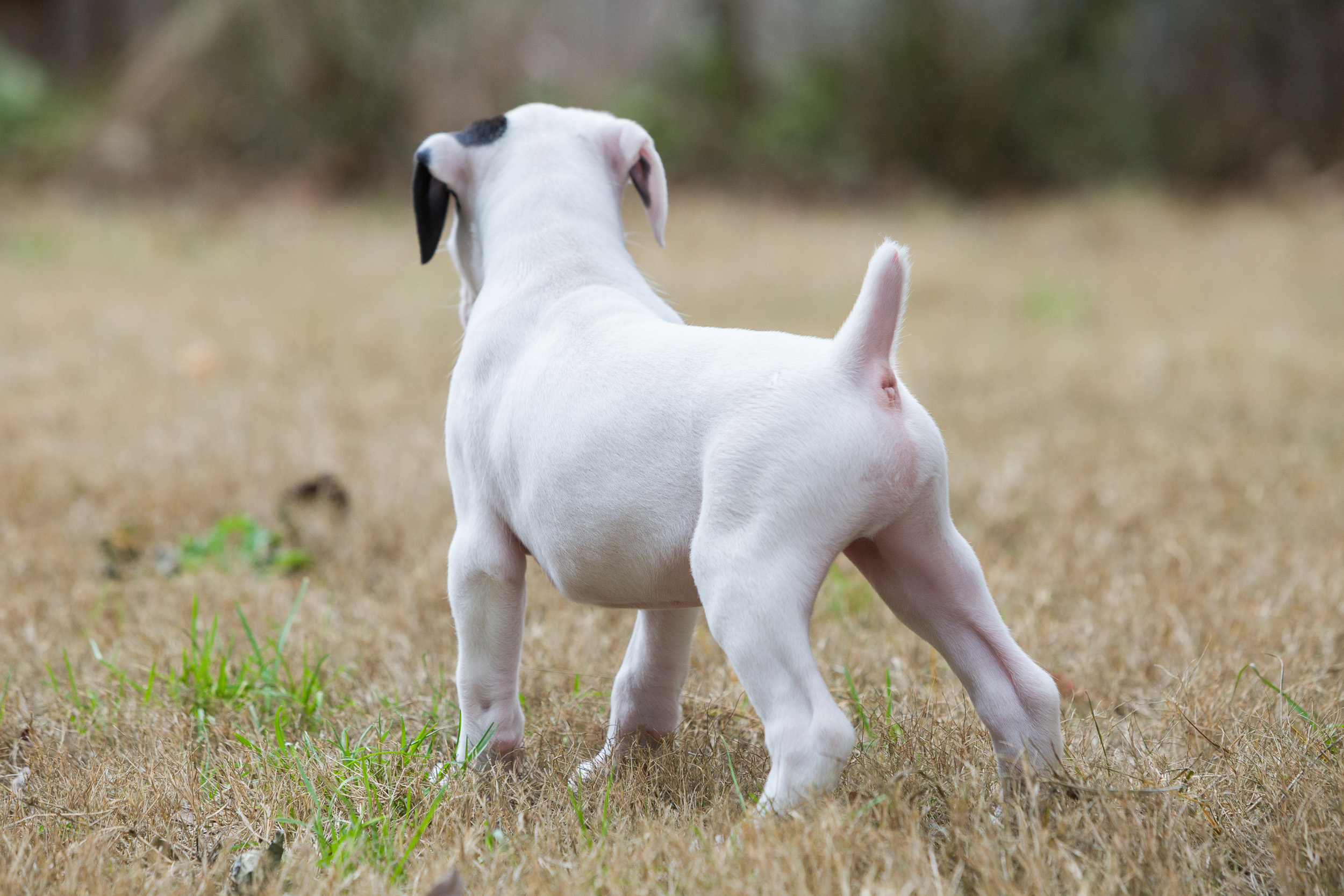 Brodie - Fallbrook's Atlas Of TuRo 5 Weeks Old - White With Brindle Markings Boxer Puppy