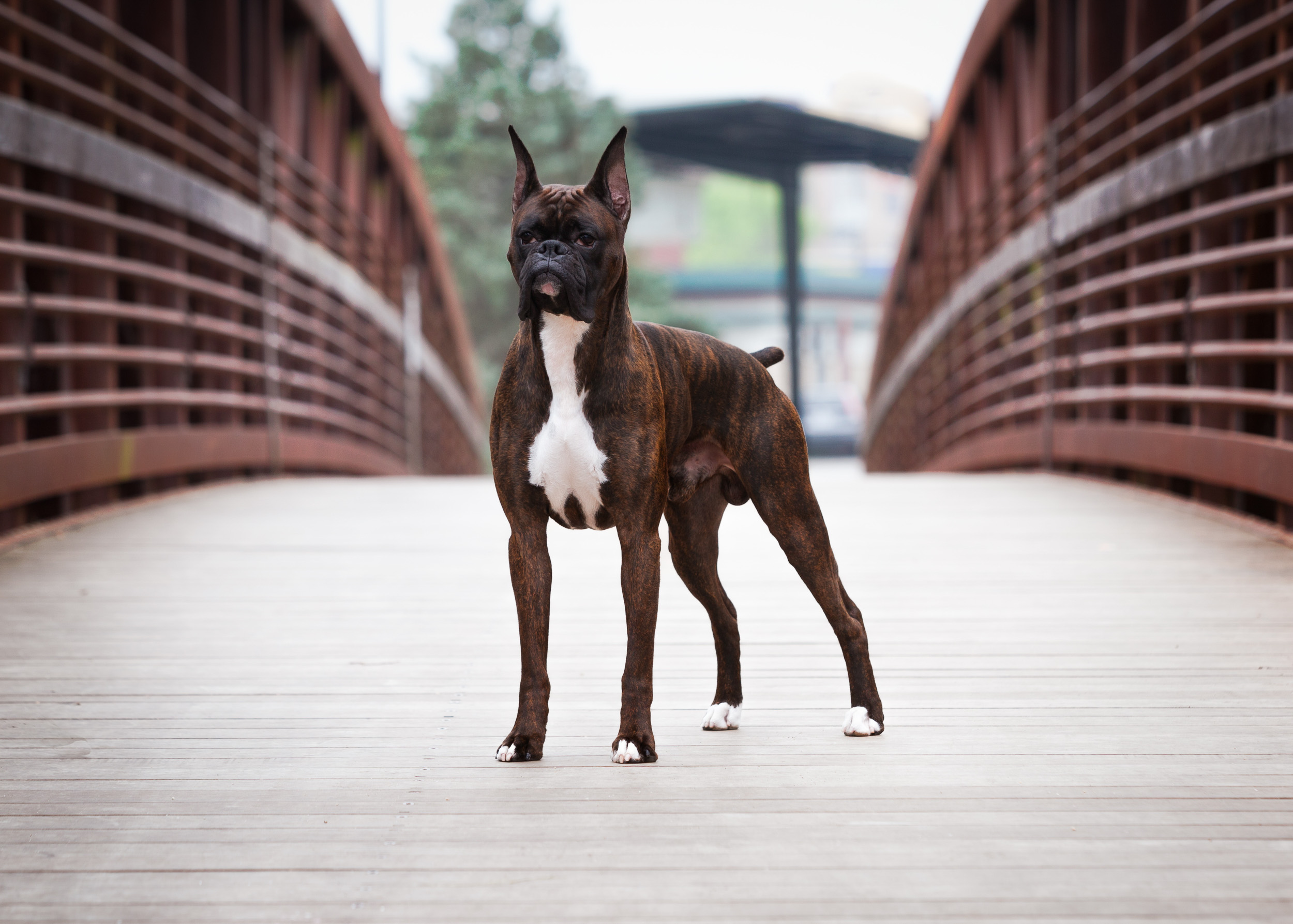 Duke - TuRo's Duke of Hazard