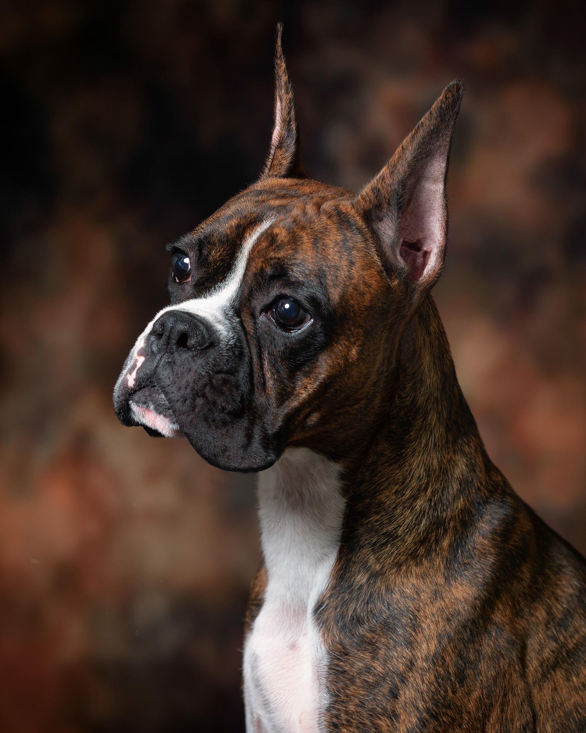 Sable - Quinney's Who's That Girl At Fallbrook - 11 Months Old