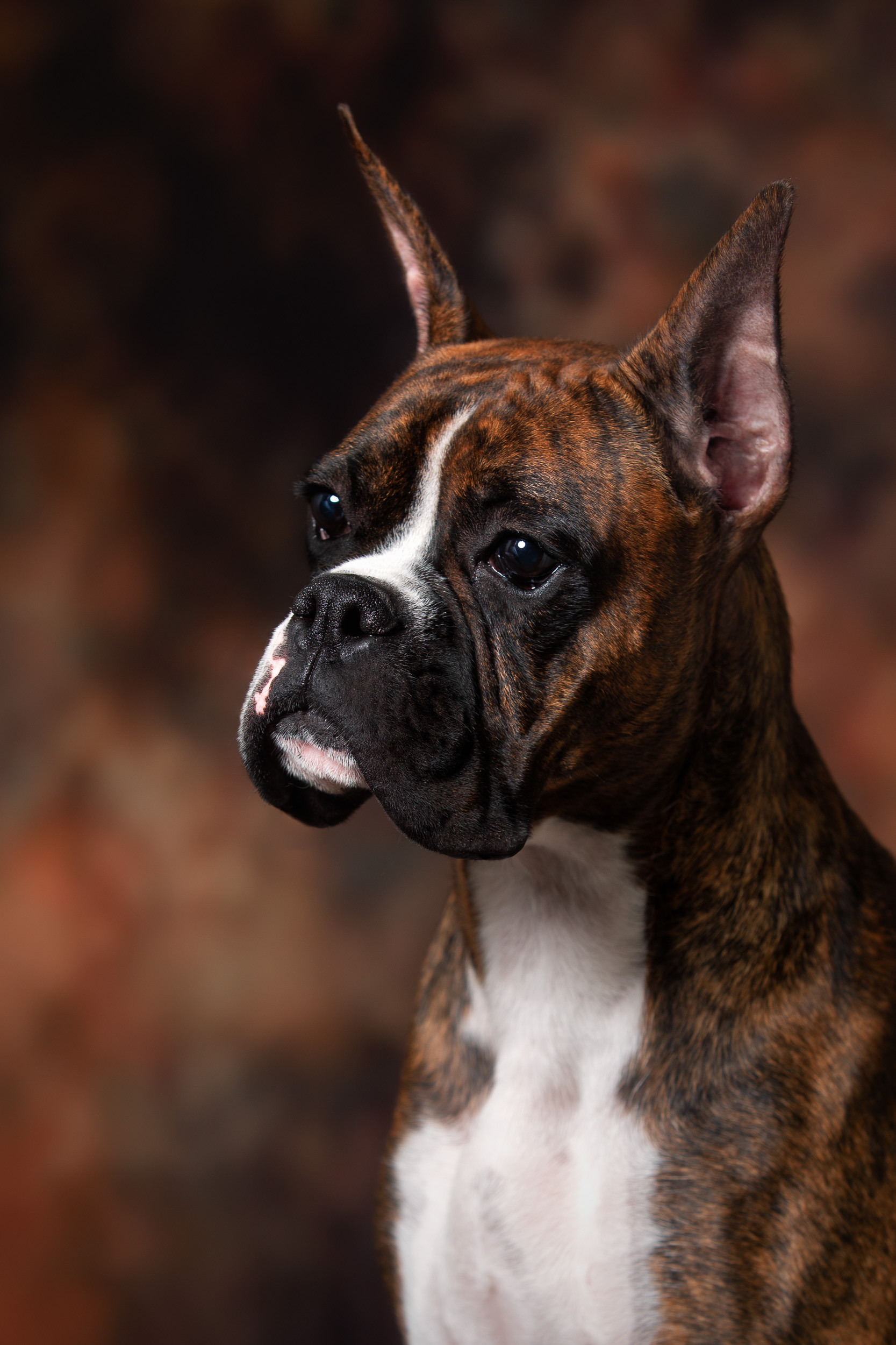 Sable - Quinney's Who's That Girl At Fallbrook - 11 Months Old