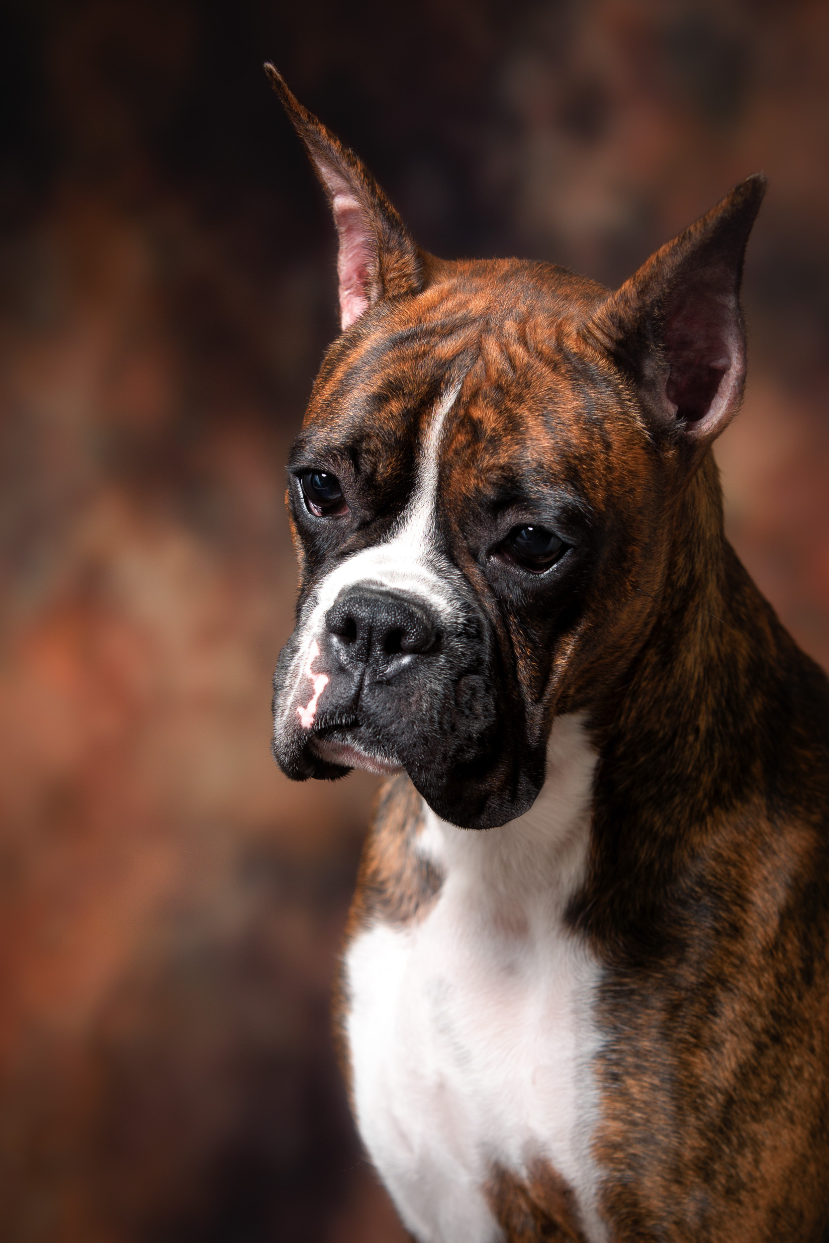Sable - Quinney's Who's That Girl At Fallbrook - 11 Months Old