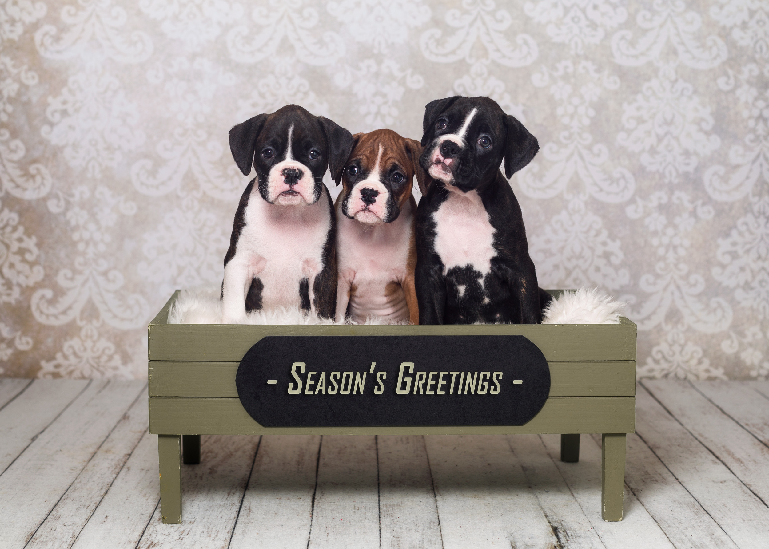 6 Weeks Old - Flashy Brindle & Fawn Boxer Puppies
Fallbrook's Amore Of TuRo, TuRo's Aviator Of Fallbrook, TuRo's Allure Of Fallbrook