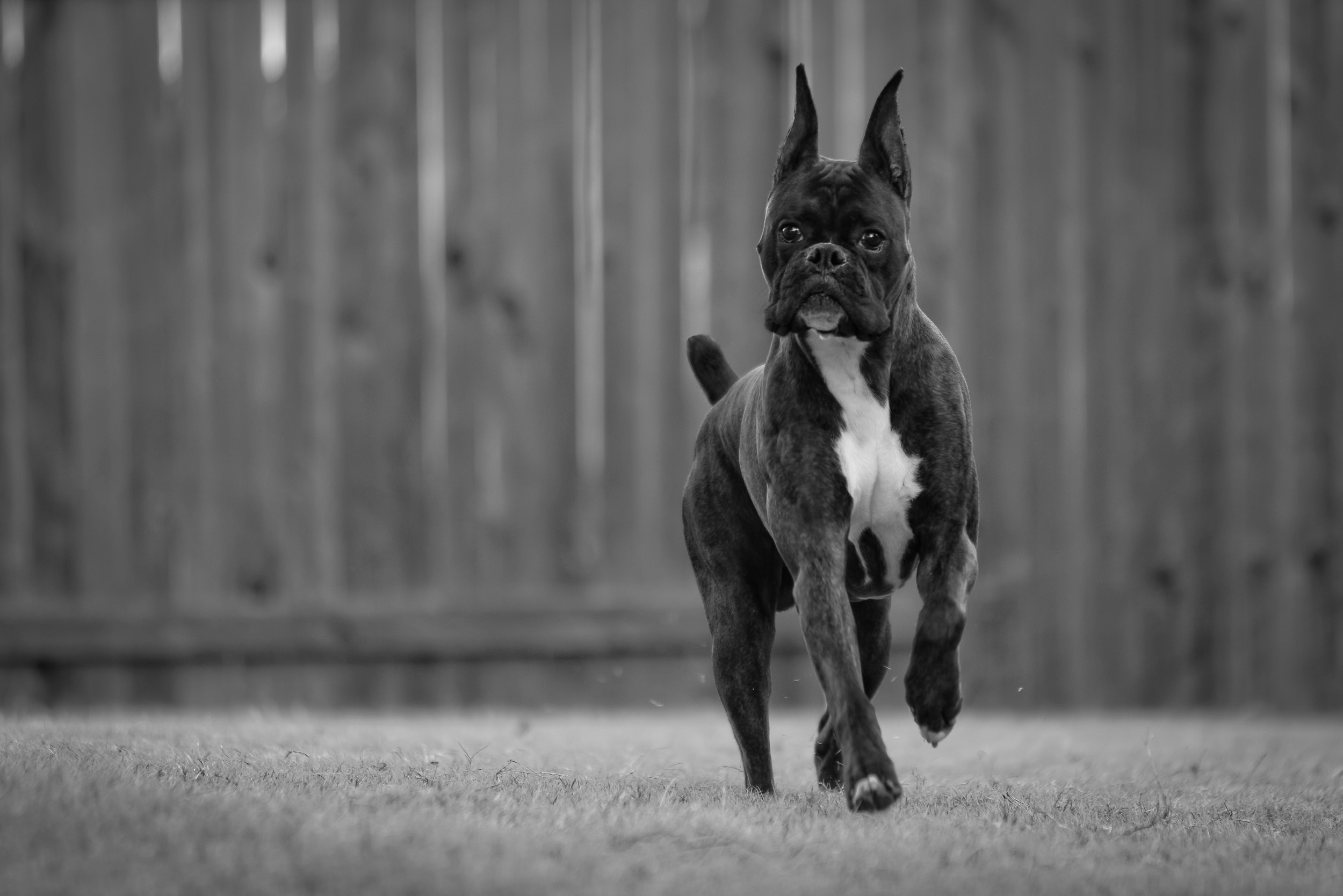 Duke - TuRo's Duke of Hazard