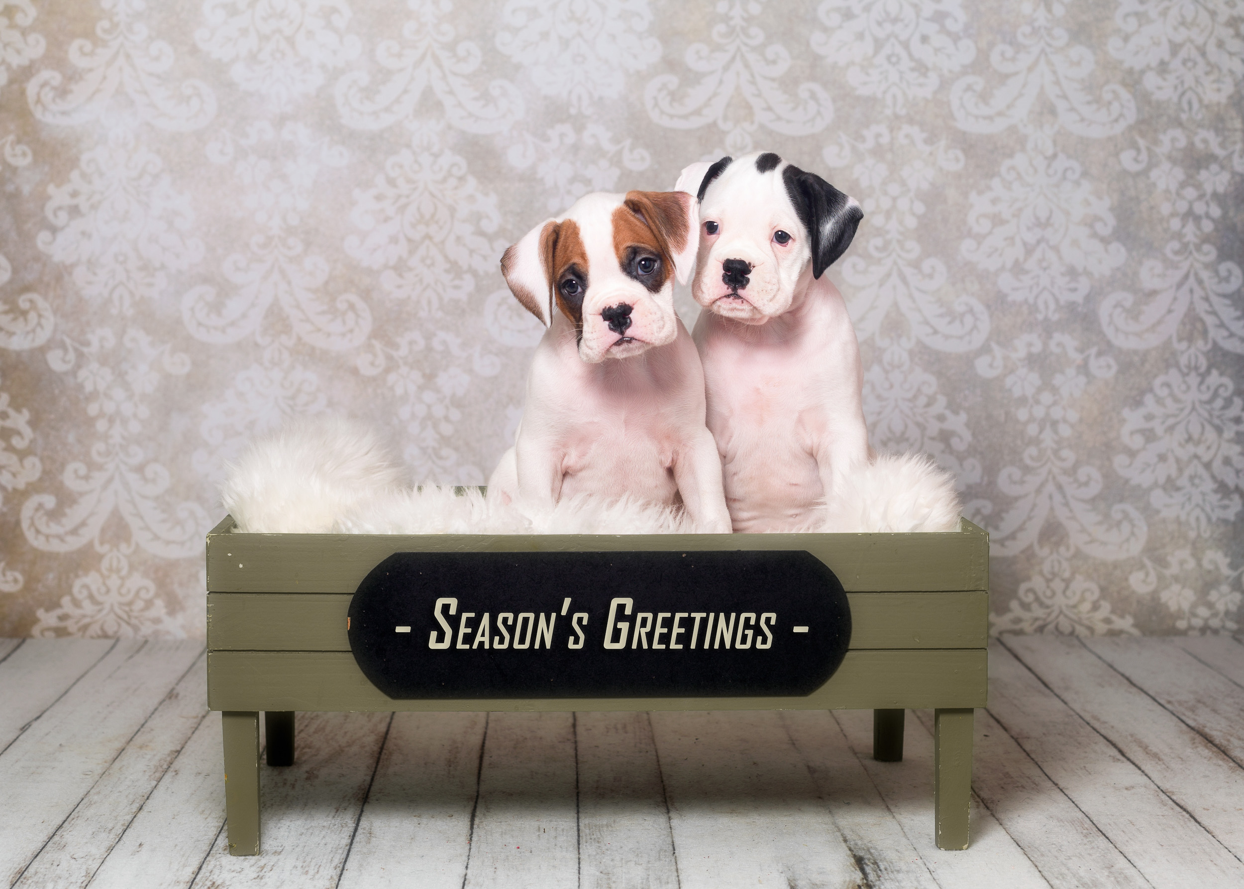 Brodie  & Arturo - 6 Weeks Old White Boxer Puppies
Fallbrook's Atlas Of TuRo & Fallbrook's Arbitor Of TuRo