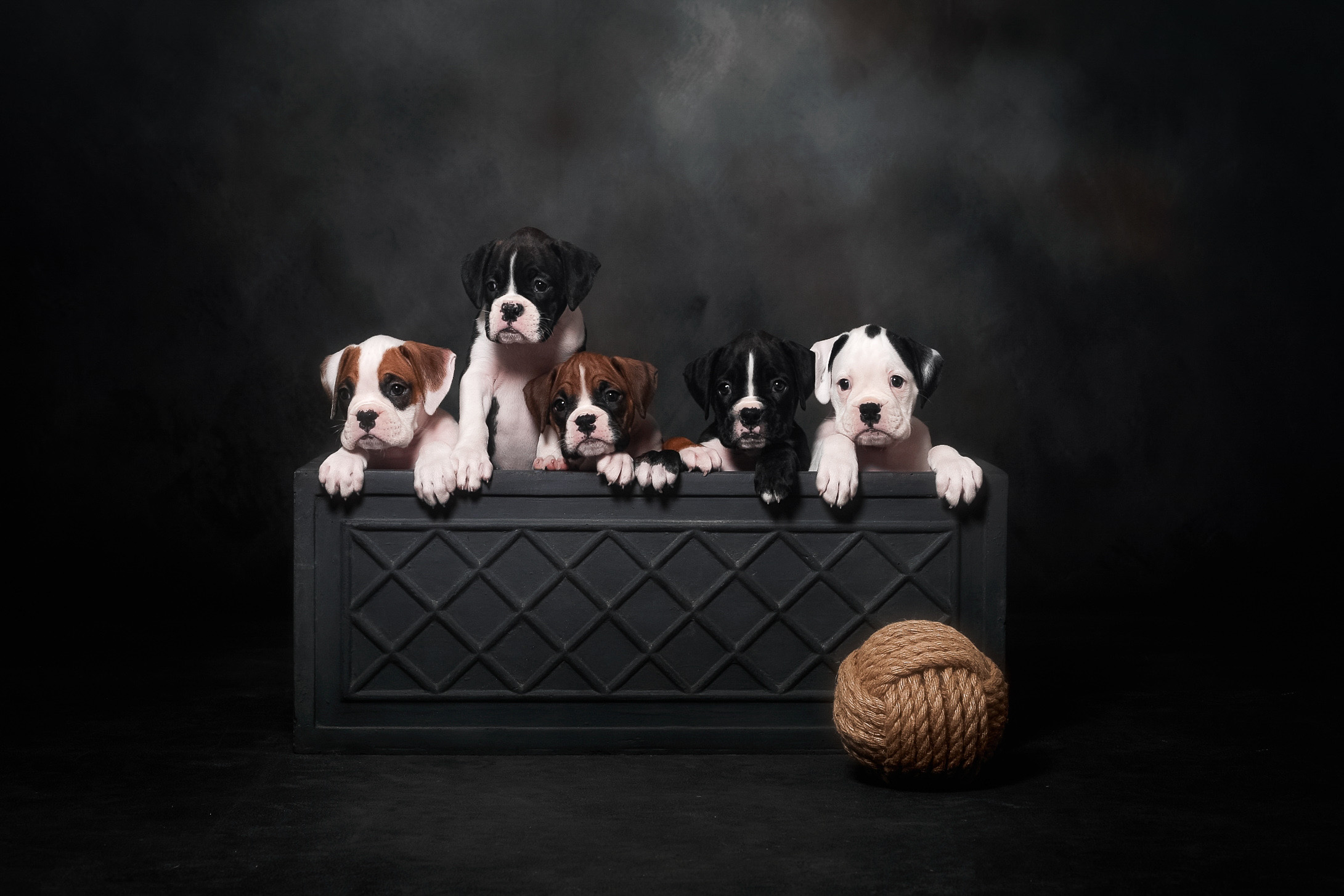Skye x Jake Litter - Boxer Puppies 8 Weeks Old
