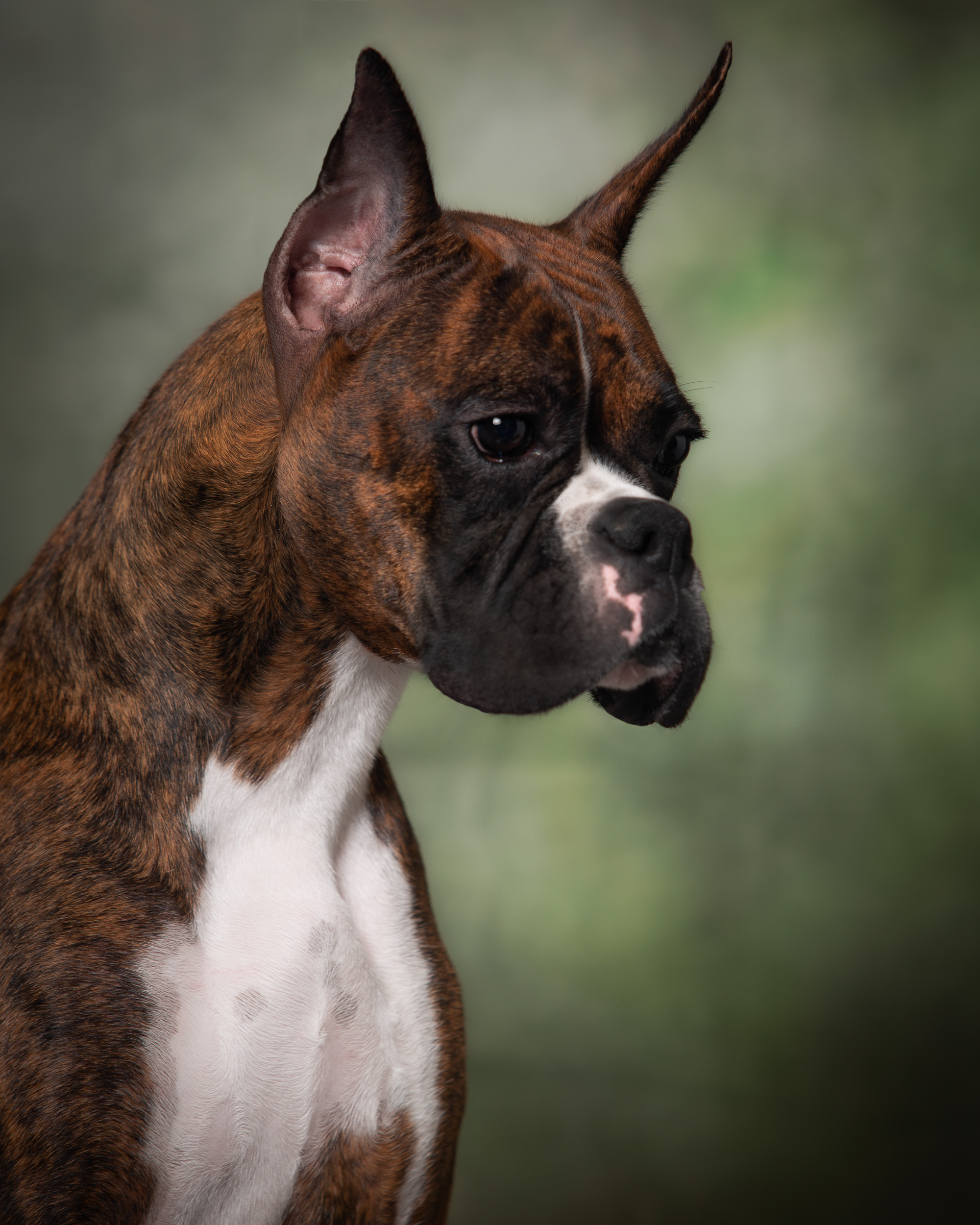 Sable - Quinney's Who's That Girl At Fallbrook - 14 Months Old