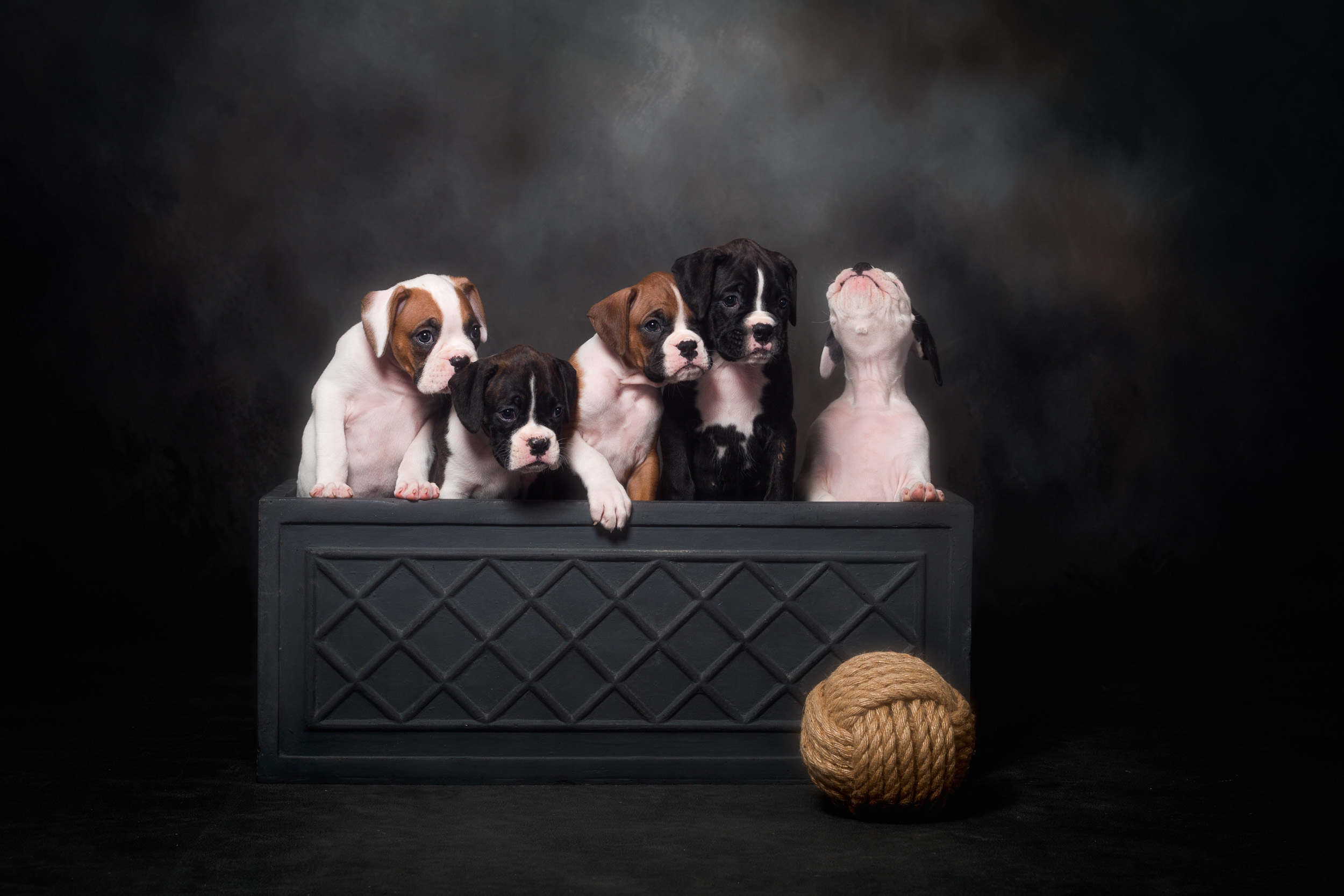 Skye x Jake Litter - Boxer Puppies 8 Weeks Old