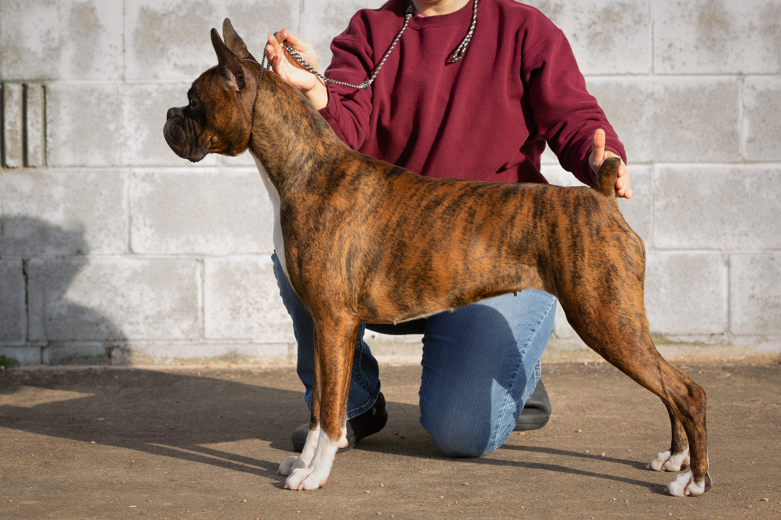 Sable - Quinney's Who's That Girl At Fallbrook - 14 Months Old