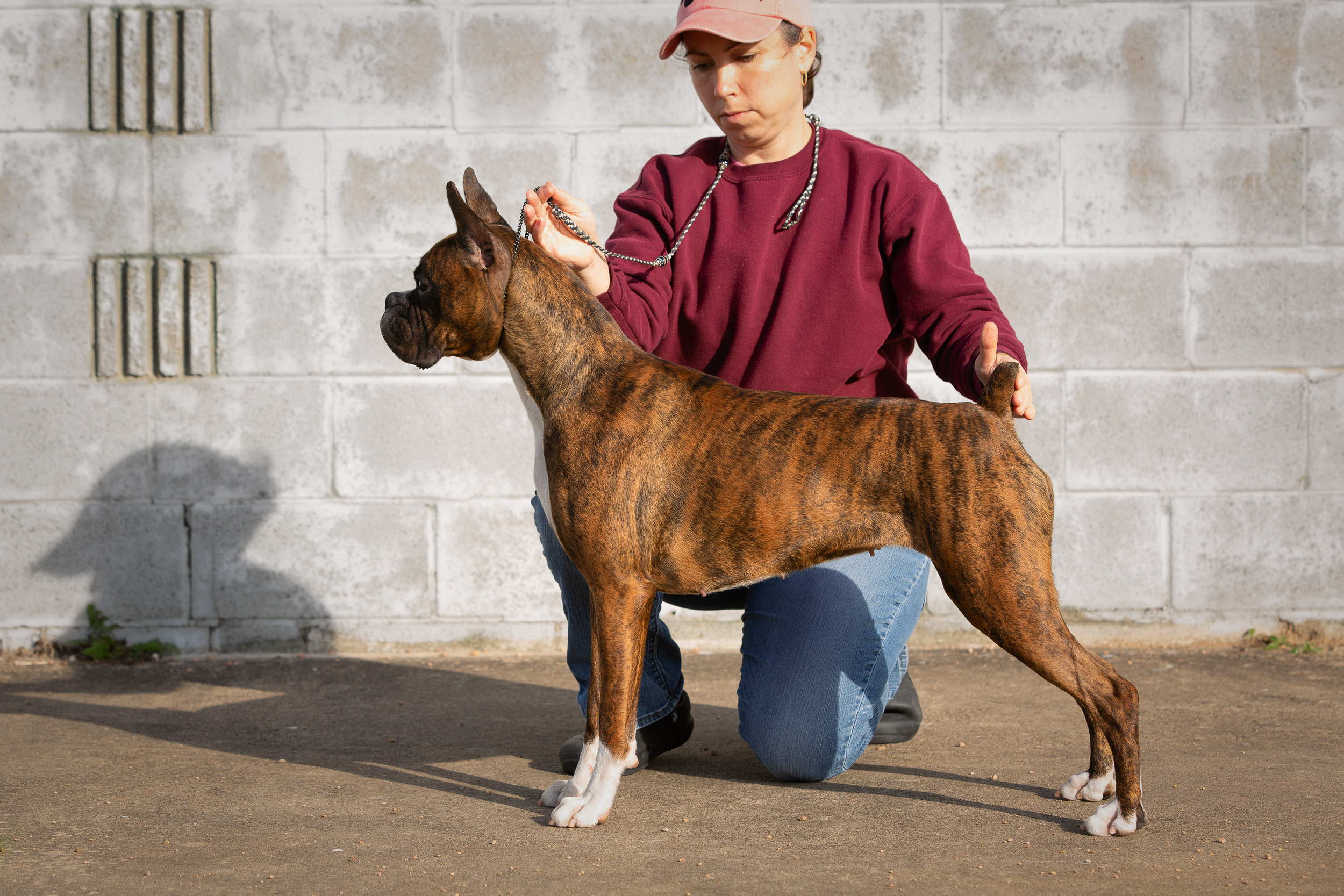 Sable - Quinney's Who's That Girl At Fallbrook - 14 Months Old