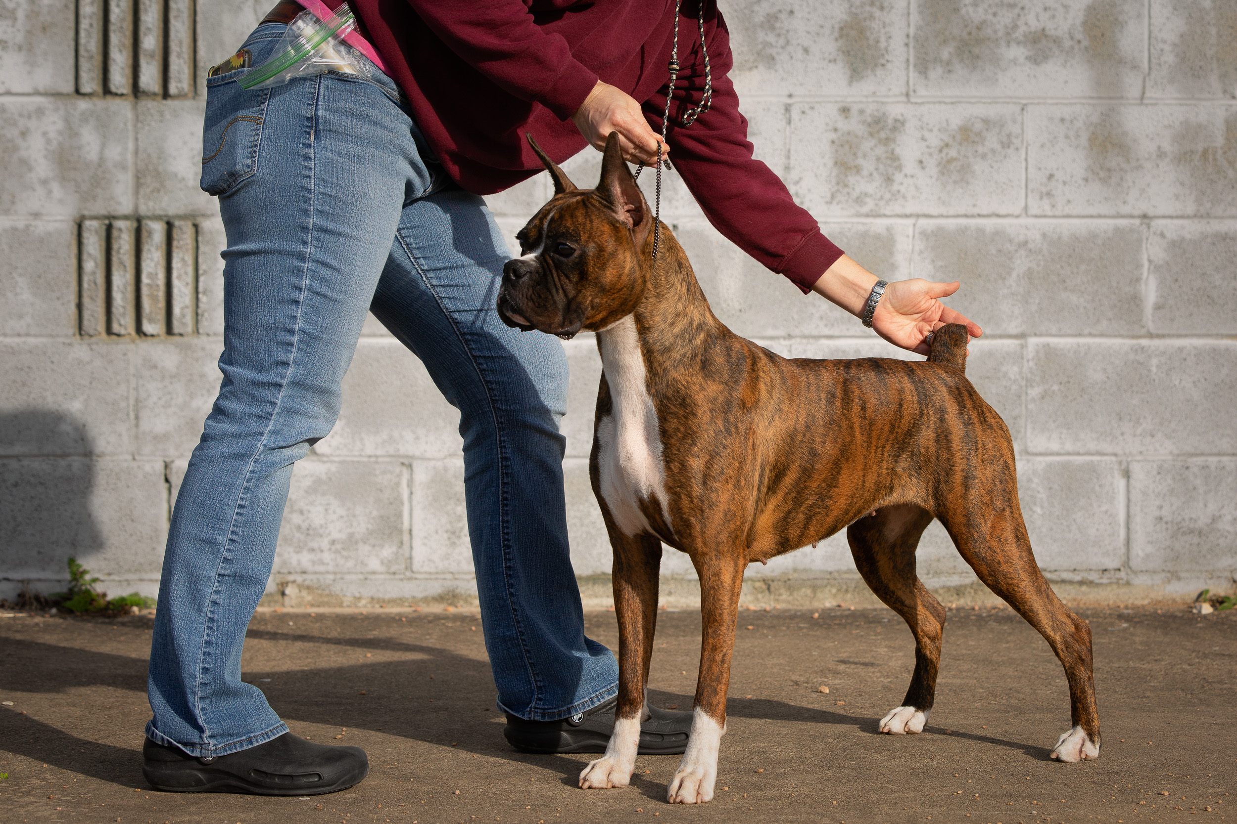Sable - Quinney's Who's That Girl At Fallbrook - 14 Months Old