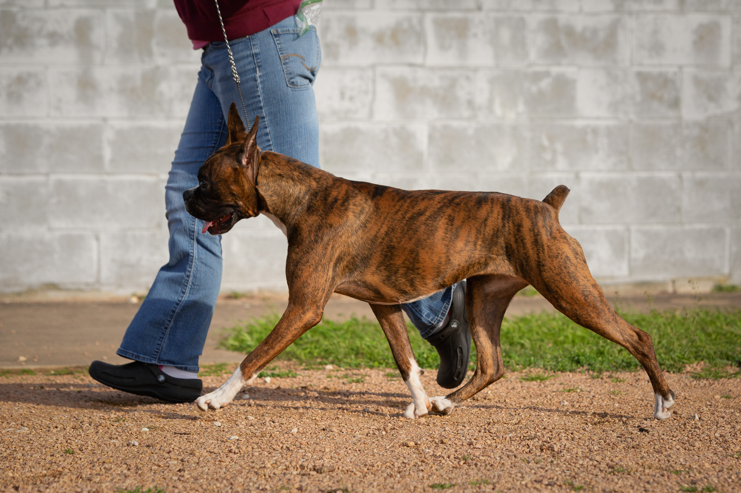 Sable - Quinney's Who's That Girl At Fallbrook - 14 Months Old - Movement