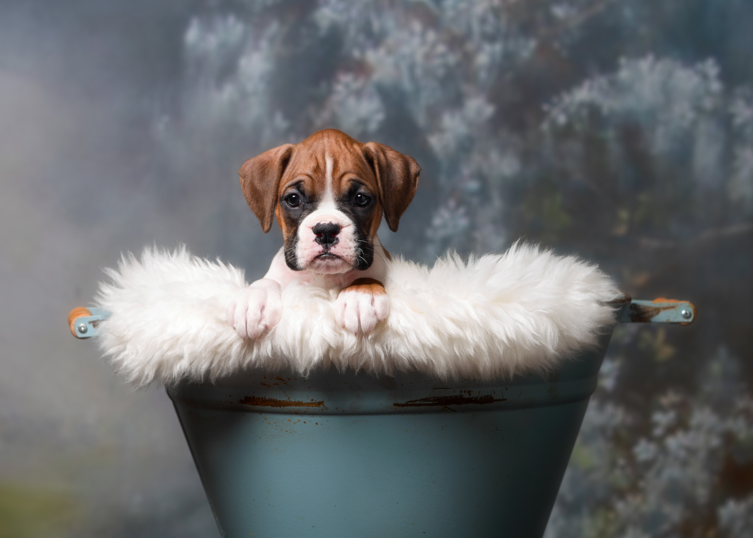 TuRo's Aviator of Fallbrook - 6 Weeks Old Flashy Fawn Boxer Puppy