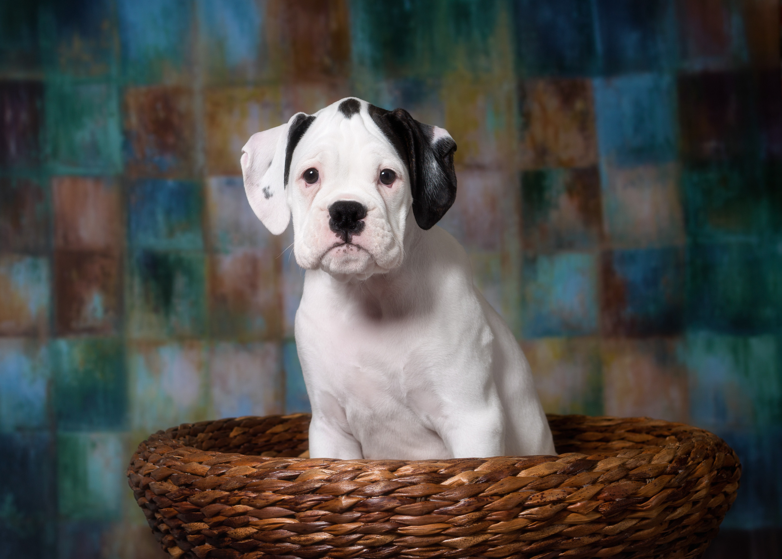 Brodie - Fallbrook's Atlas Of TuRo
11 Weeks Old - White With Brindle Markings Boxer Puppy