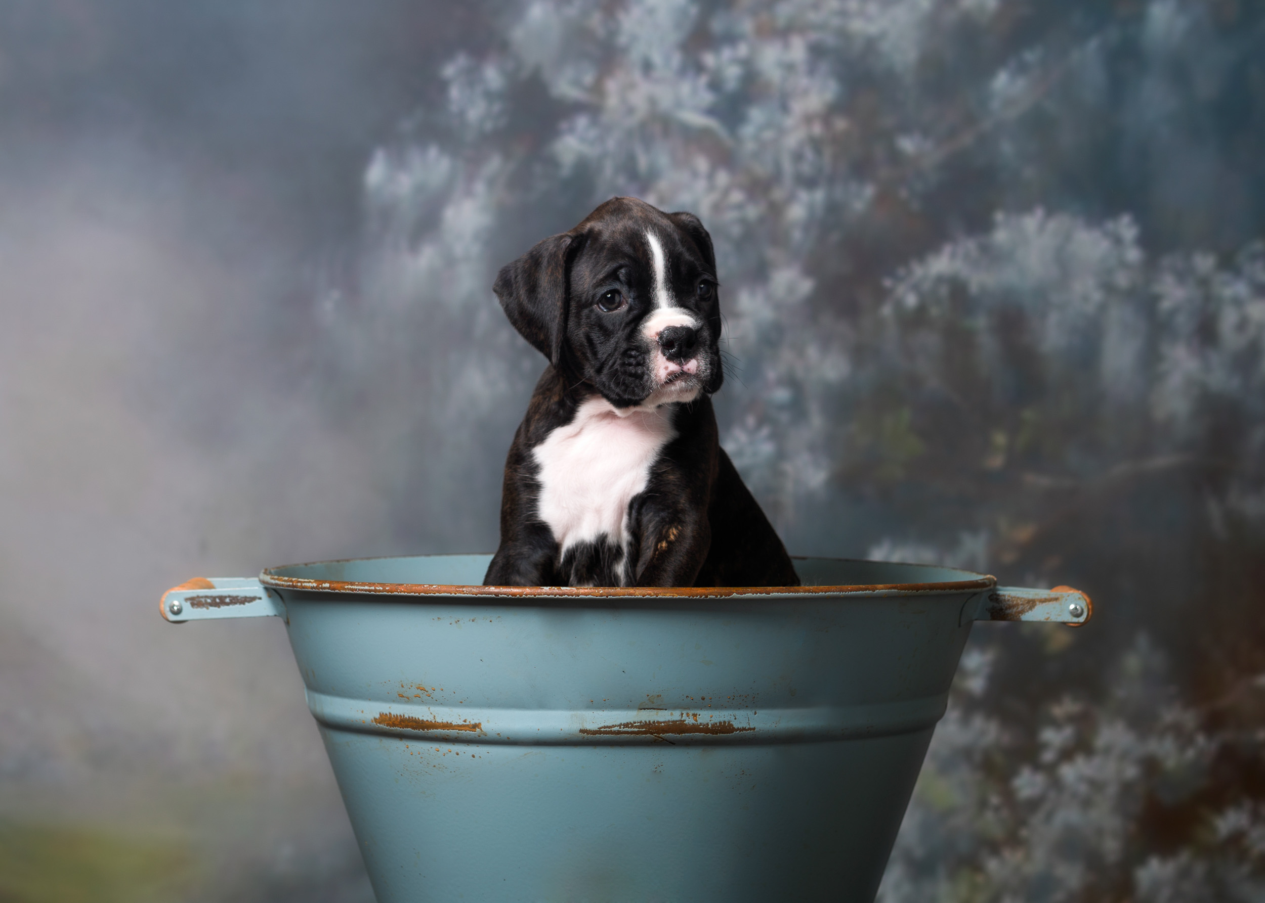 TuRo's Allure Of Fallbrook - 6 Weeks Old Flashy Brindle Boxer Puppy