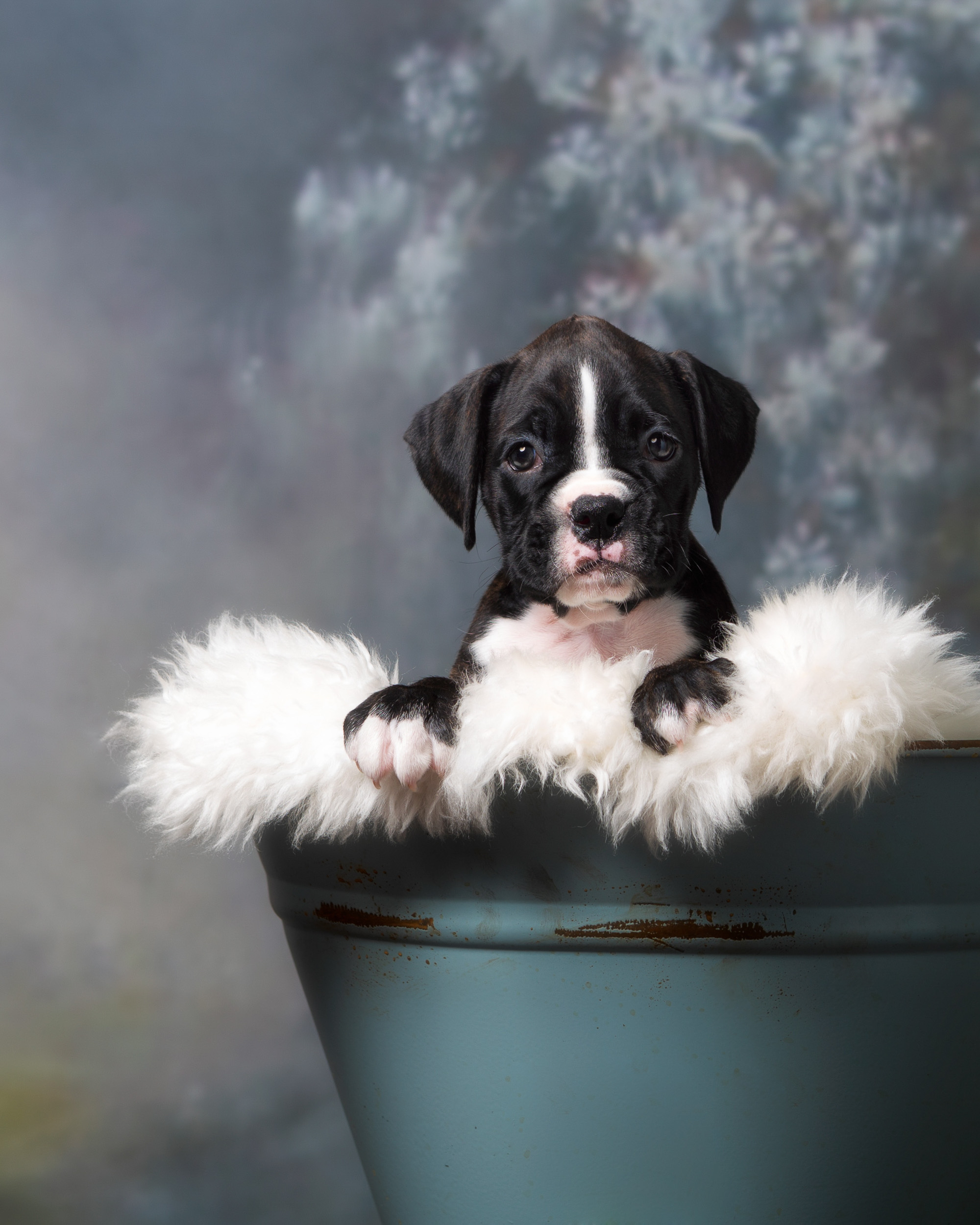 TuRo's Allure Of Fallbrook - 6 Weeks Old Flashy Brindle Boxer Puppy