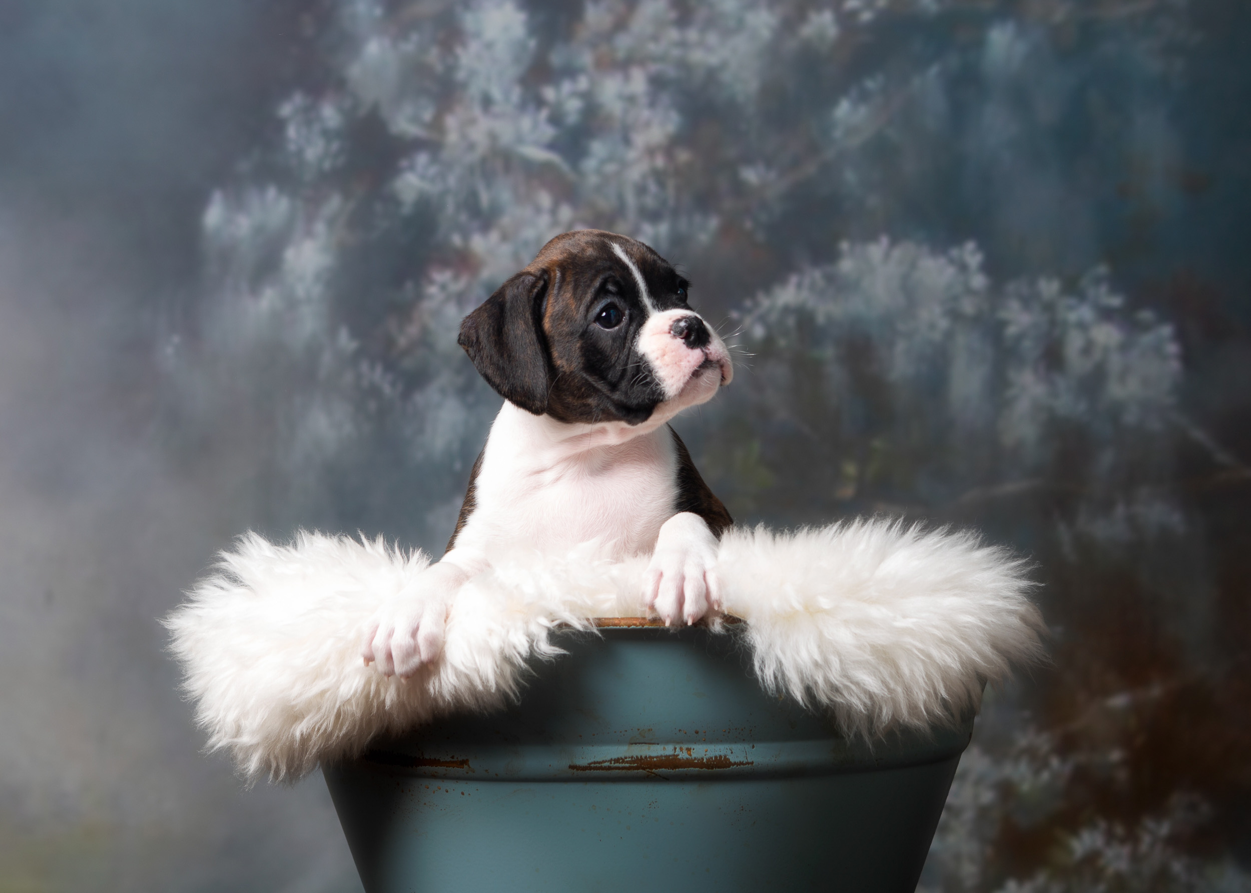 Paris - Fallbrook's Amore Of TuRo 6 Weeks Old - Flashy Brindle Boxer Puppy