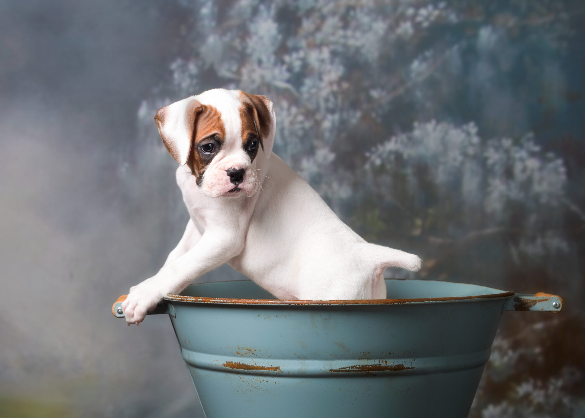 Arturo - Fallbrook's Arbiter Of TuRo 6 Weeks Old - White With Fawn Markings Boxer Puppy