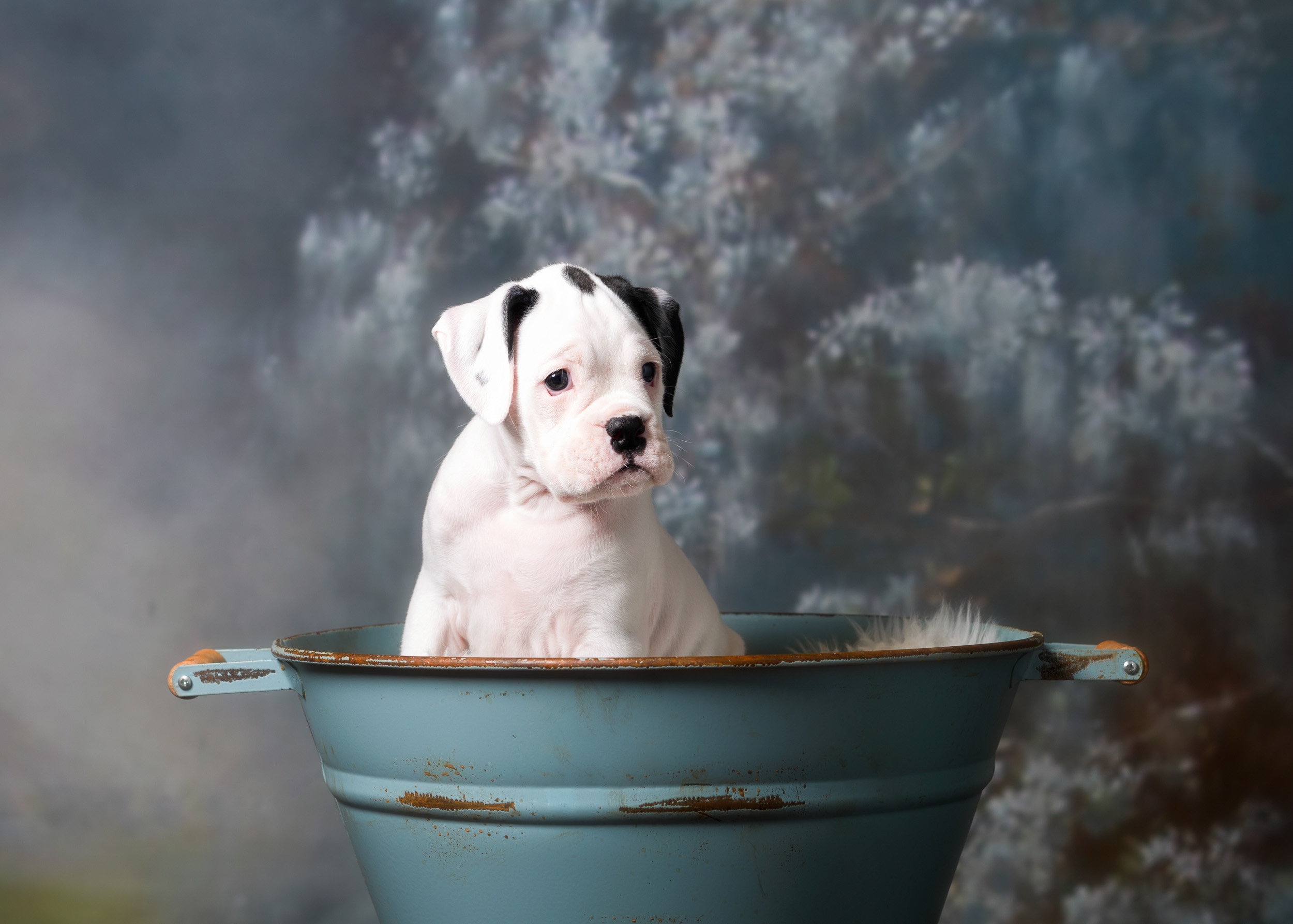 Brodie - Fallbrook's Atlas Of TuRo
6 Weeks Old - White With Brindle Markings Boxer Puppy