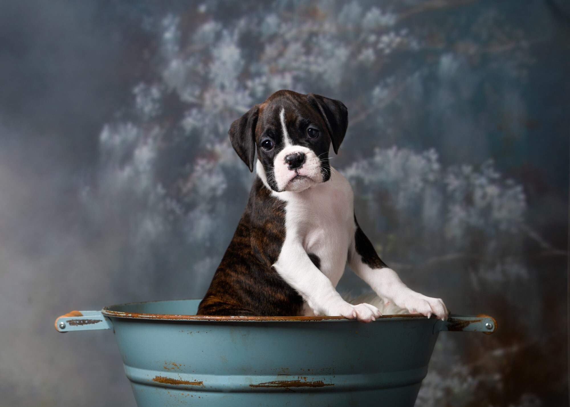 Paris - Fallbrook's Amore Of TuRo 6 Weeks Old - Flashy Brindle Boxer Puppy