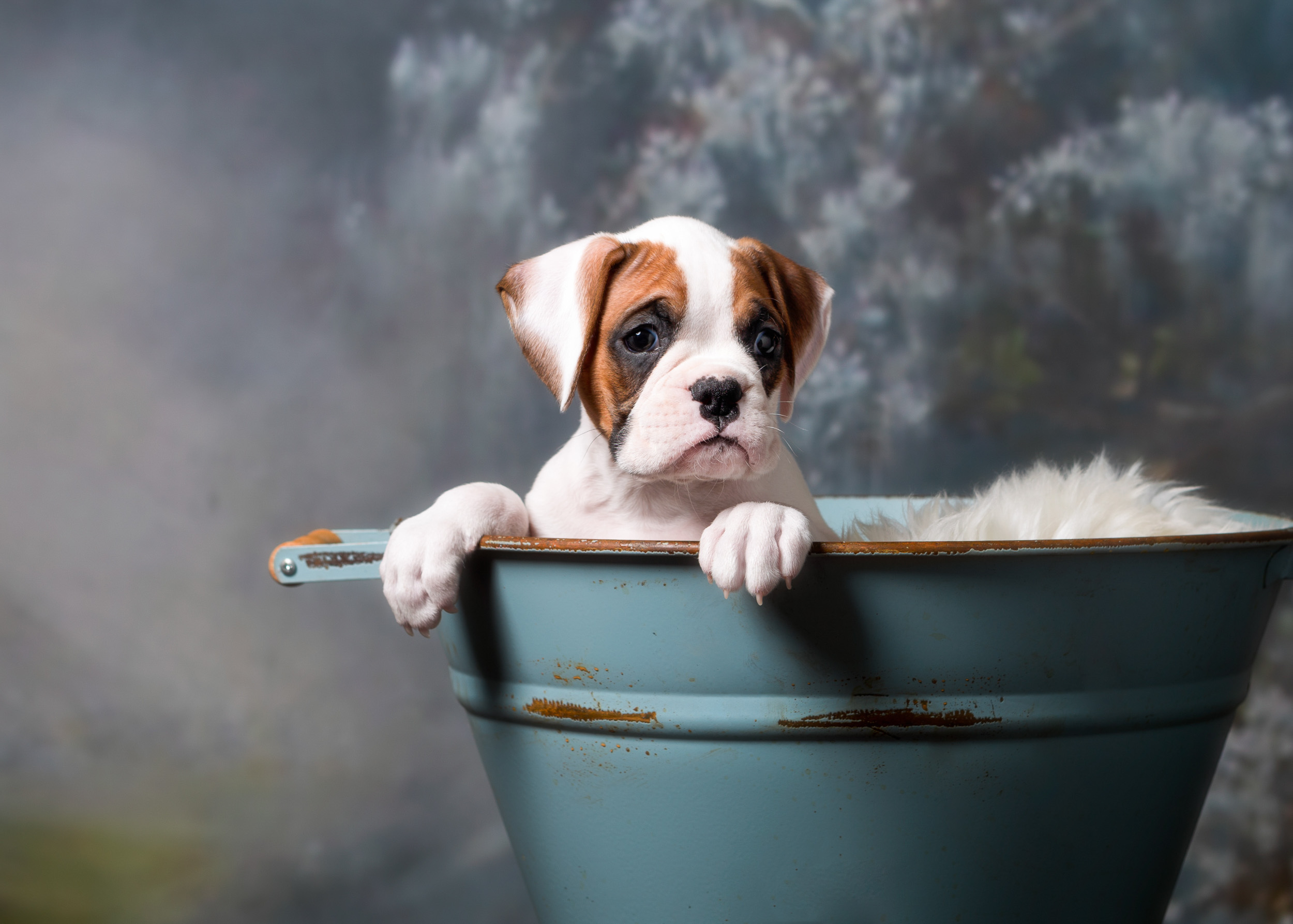 Arturo - Fallbrook's Arbiter Of TuRo 6 Weeks Old - White With Fawn Markings Boxer Puppy